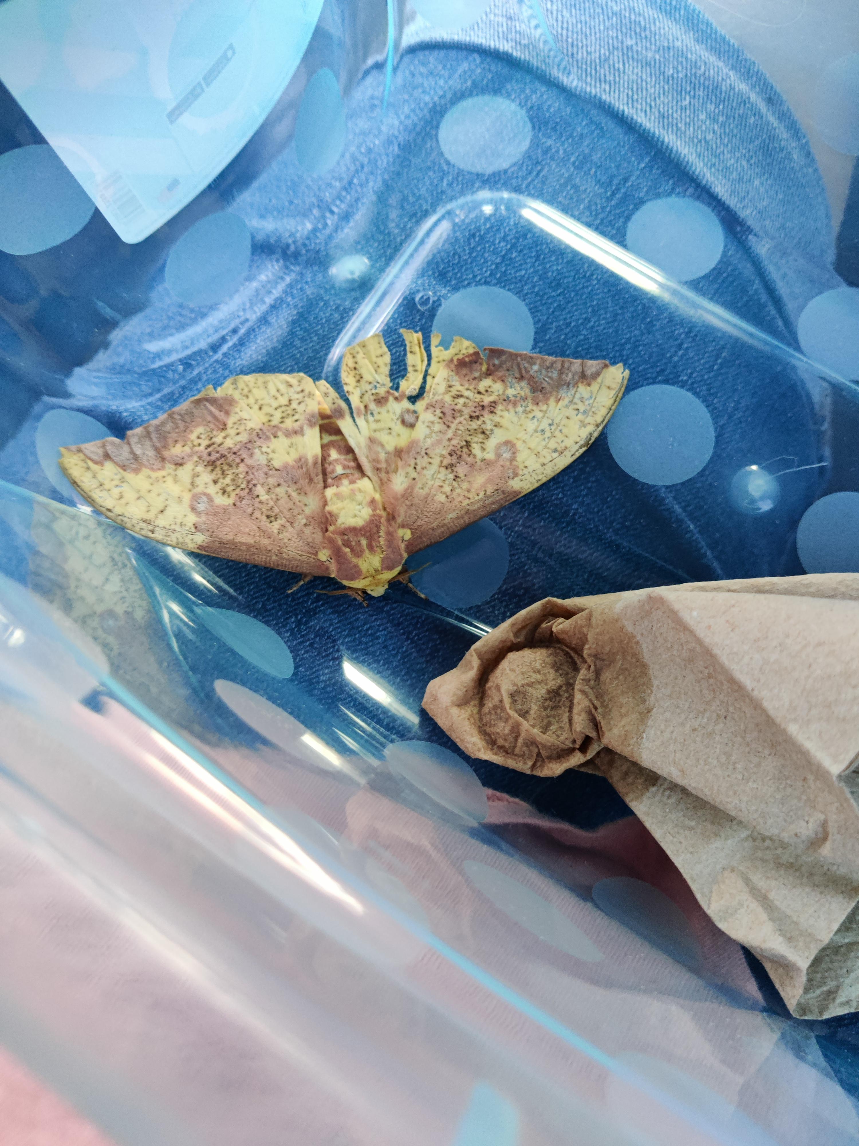 Found an imperial moth in the parking lot. Not sure what to do. Details