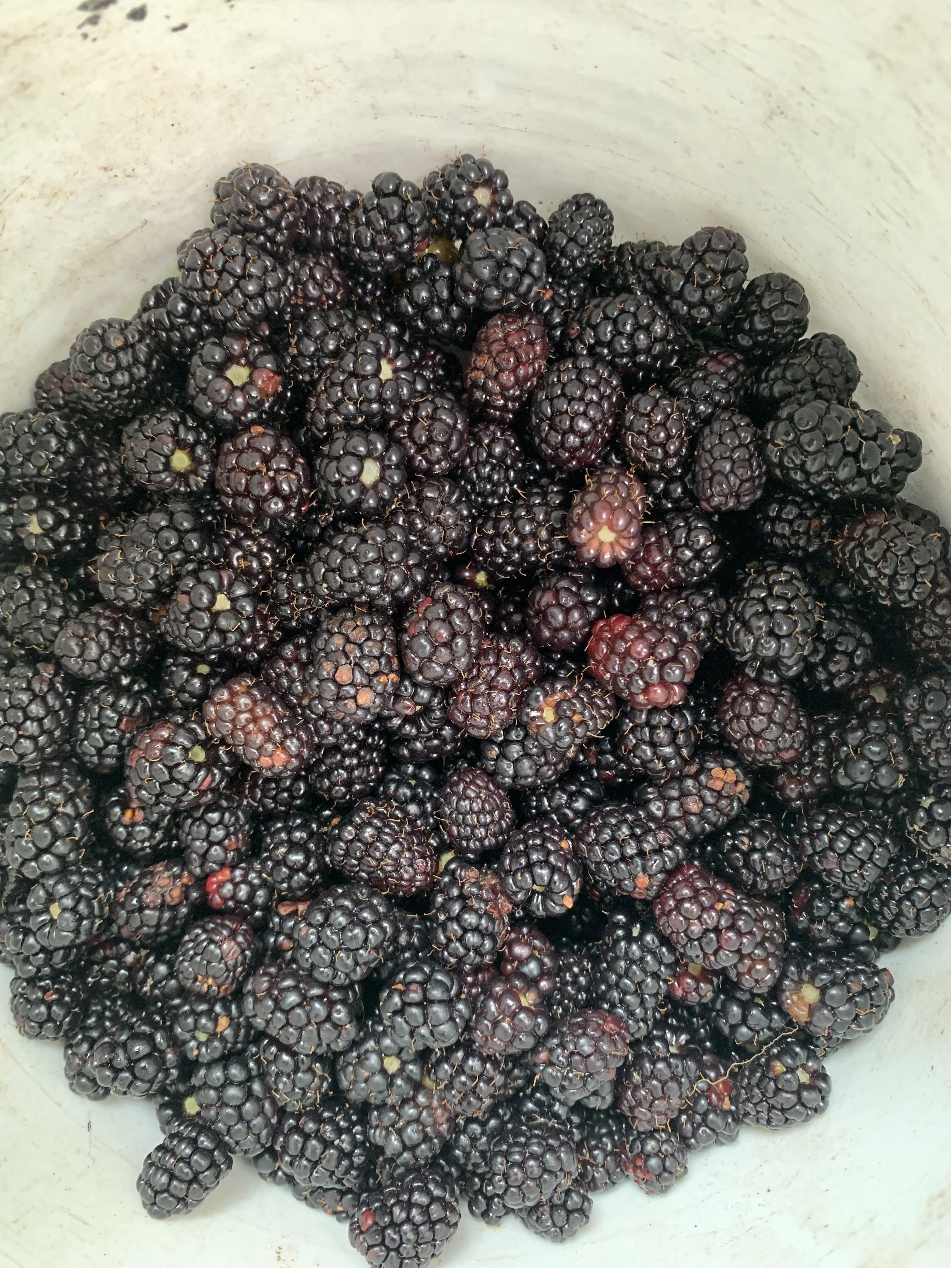 My secret patch never disappoints. Five gallon bucket full of