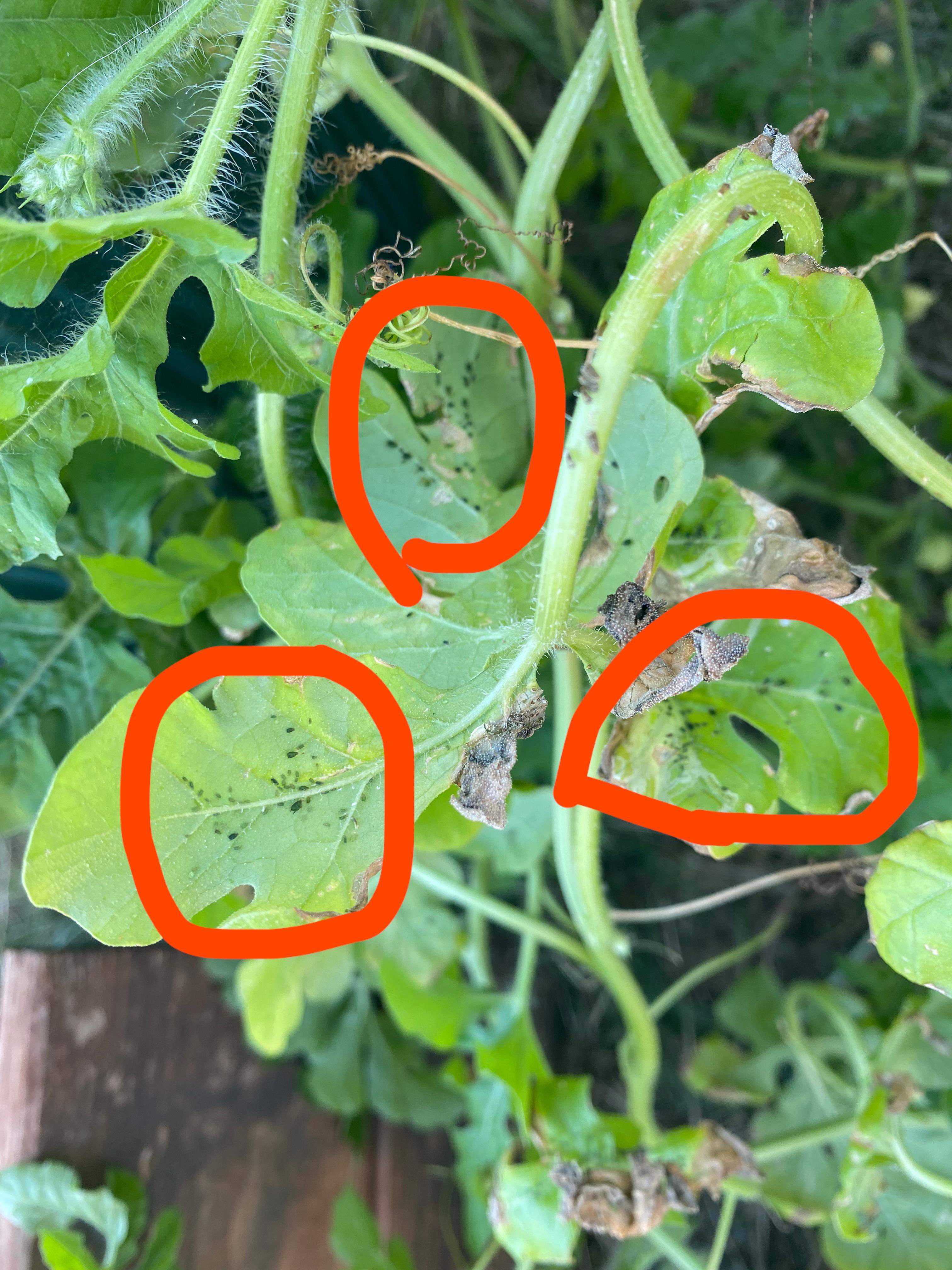 What are these on my watermelon plants? Are they bad and could they