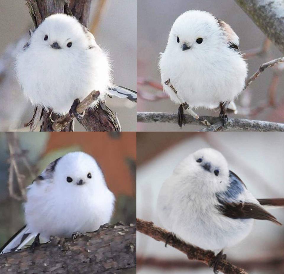 This is the cutest bird you'll ever see ) r/cute