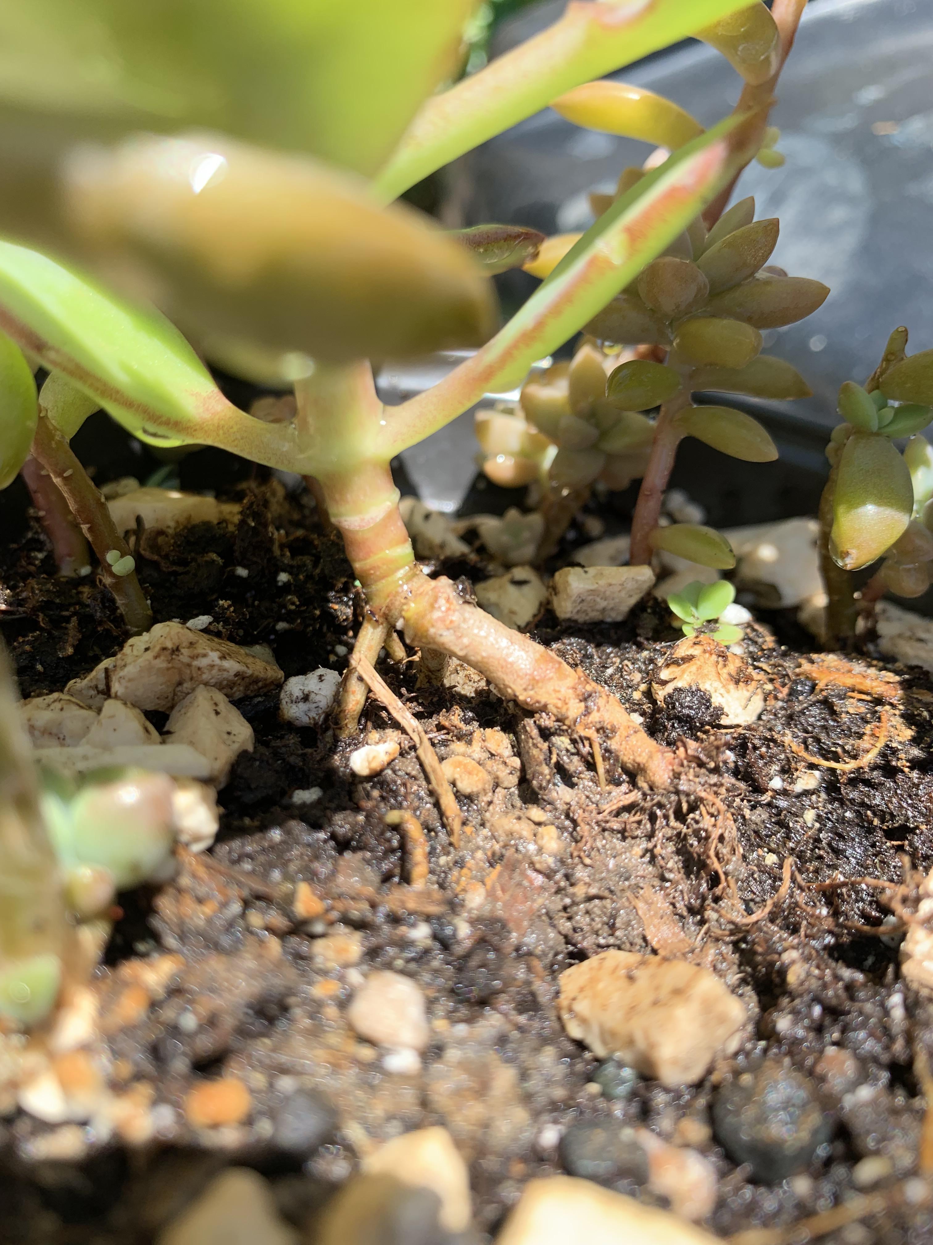 Should I repot my succulent if the roots are over the soil