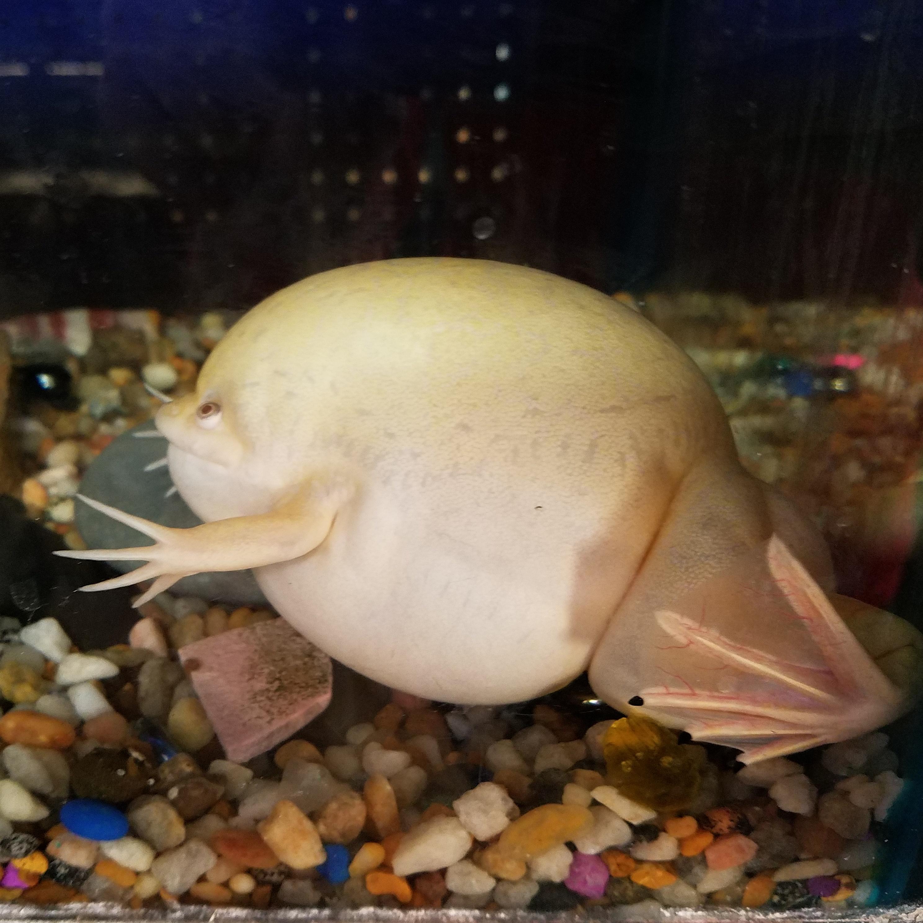 Fat Frog Herbs and Food Recipes