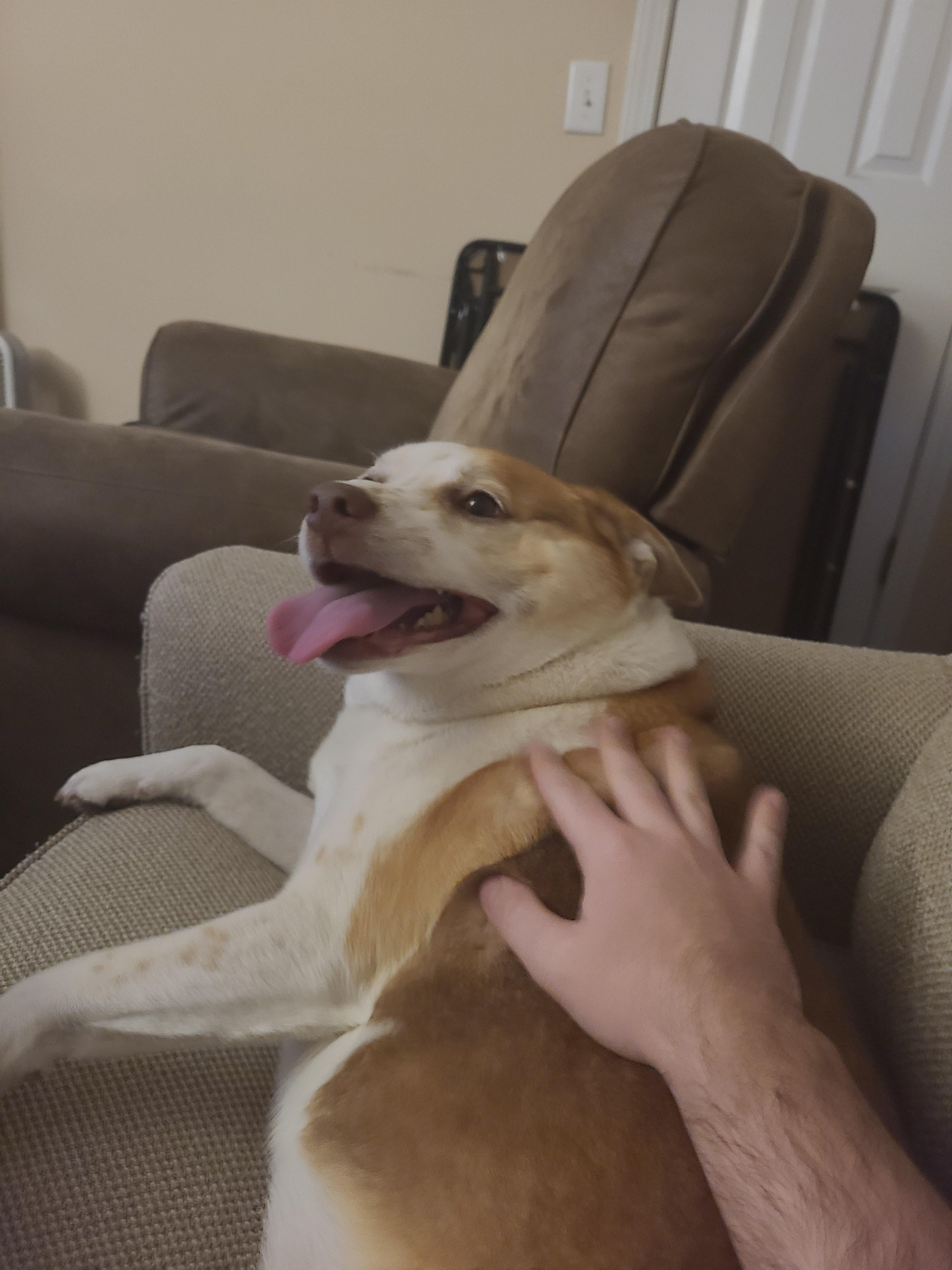 Dogsitting for a week, this is going to be a good week. r/animalssmiling