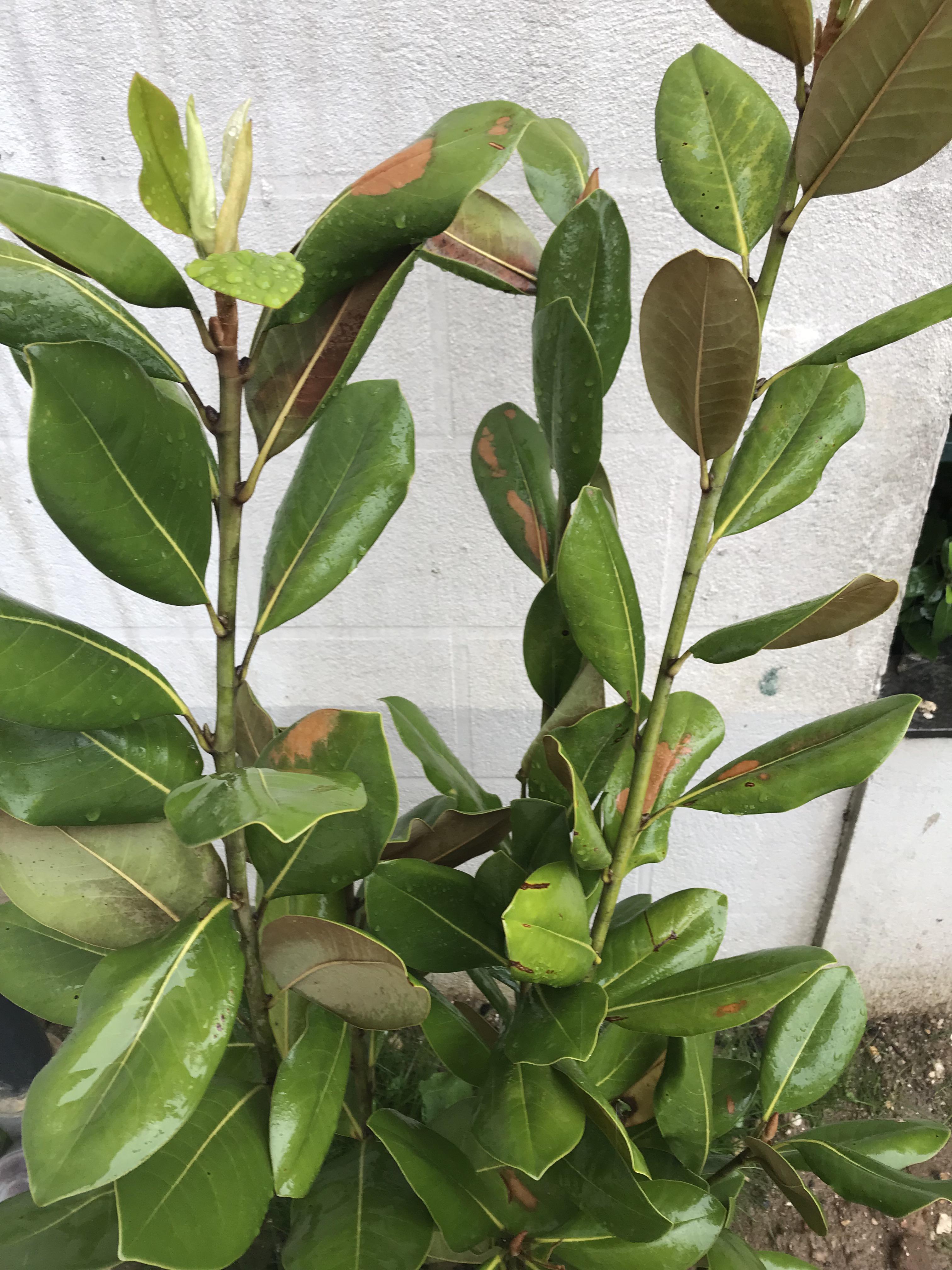 Hello all, I bought this magnolia grandiflora weeks ago for my driveway