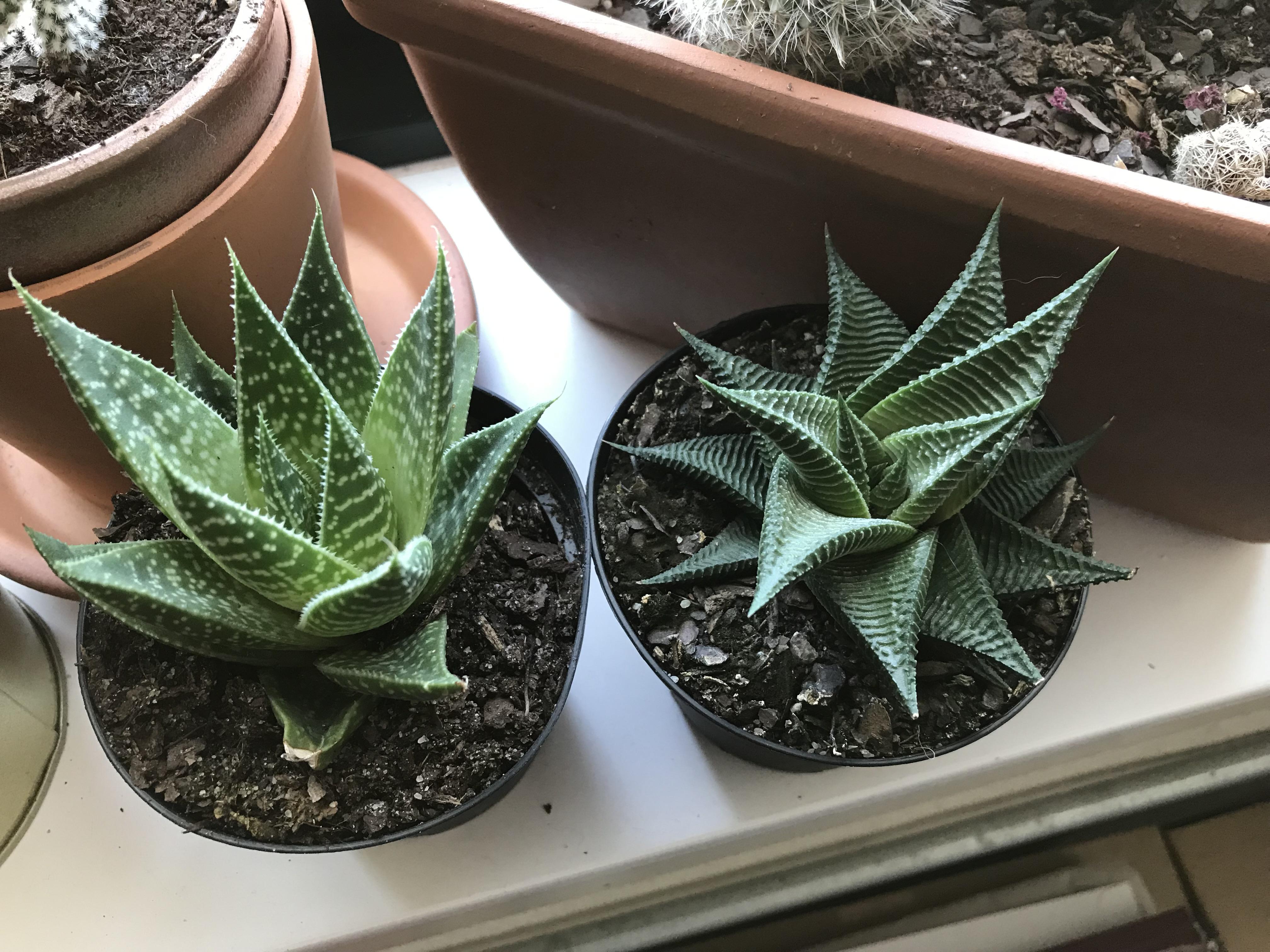 Aloe type? I believe the other is Haworthia Limifolia Spiralis succulents