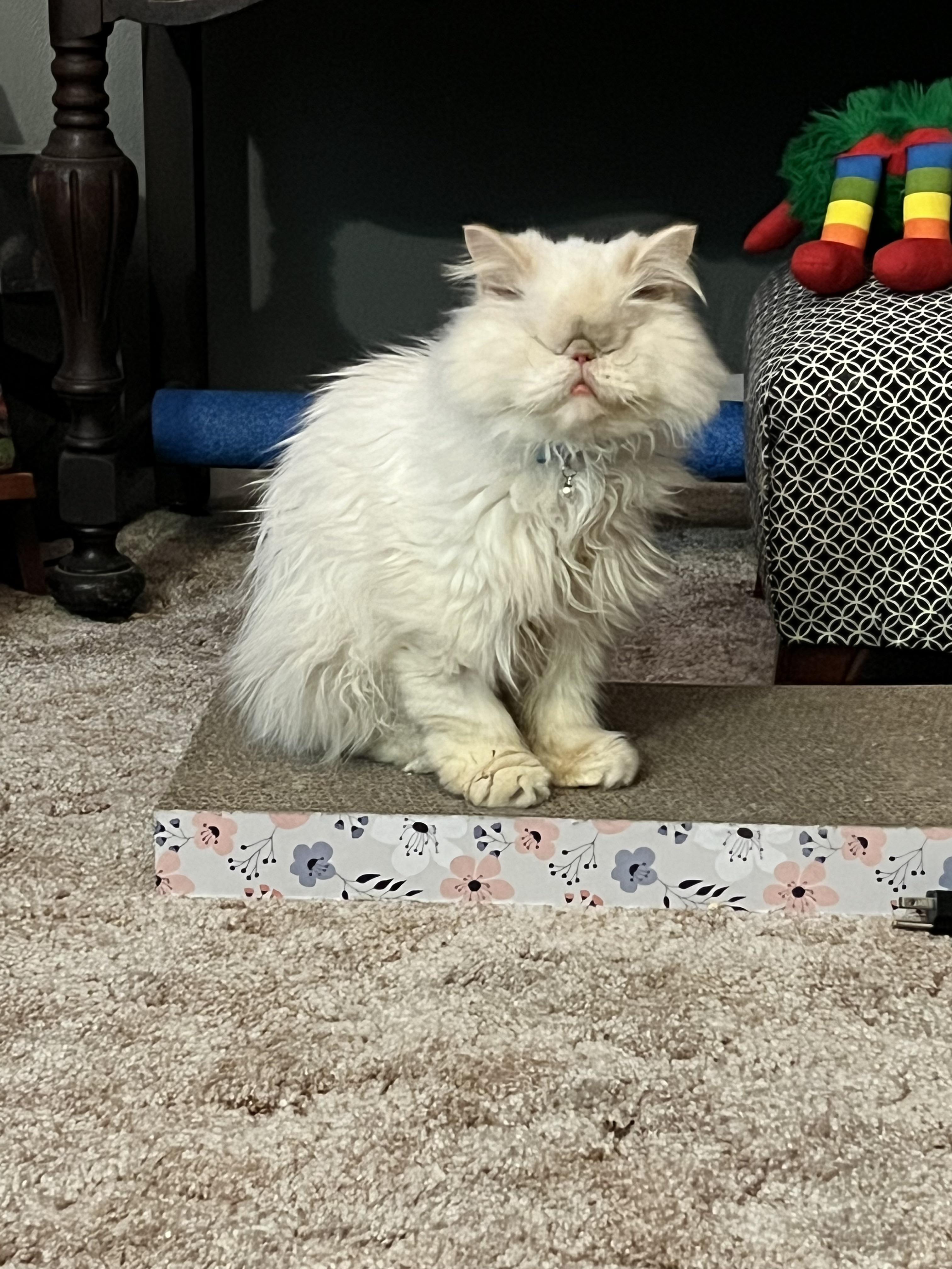 Meet Lola. We adopted her last week. She was rescued from the Kuwait