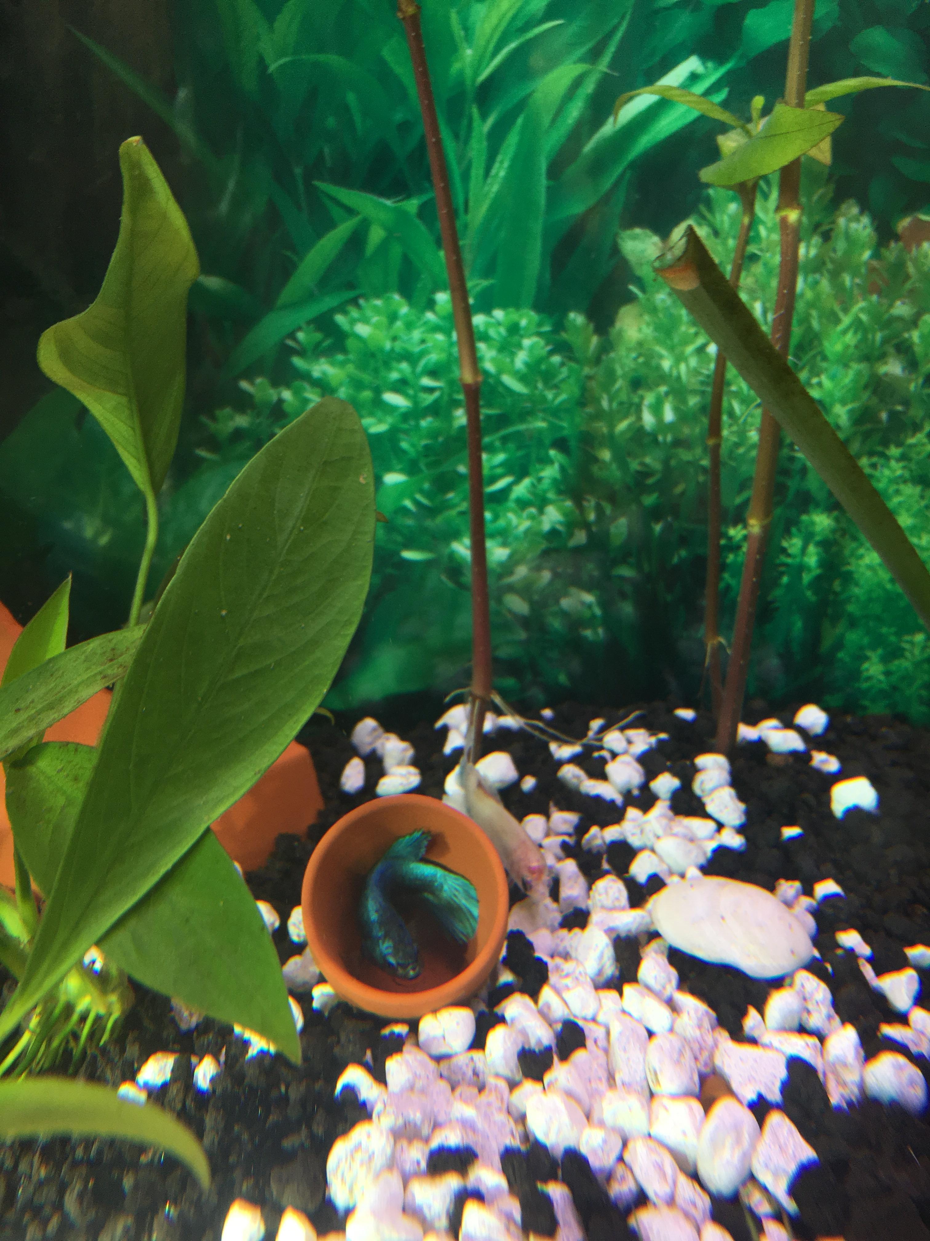 Napping in mini terra cotta pot! r/bettafish