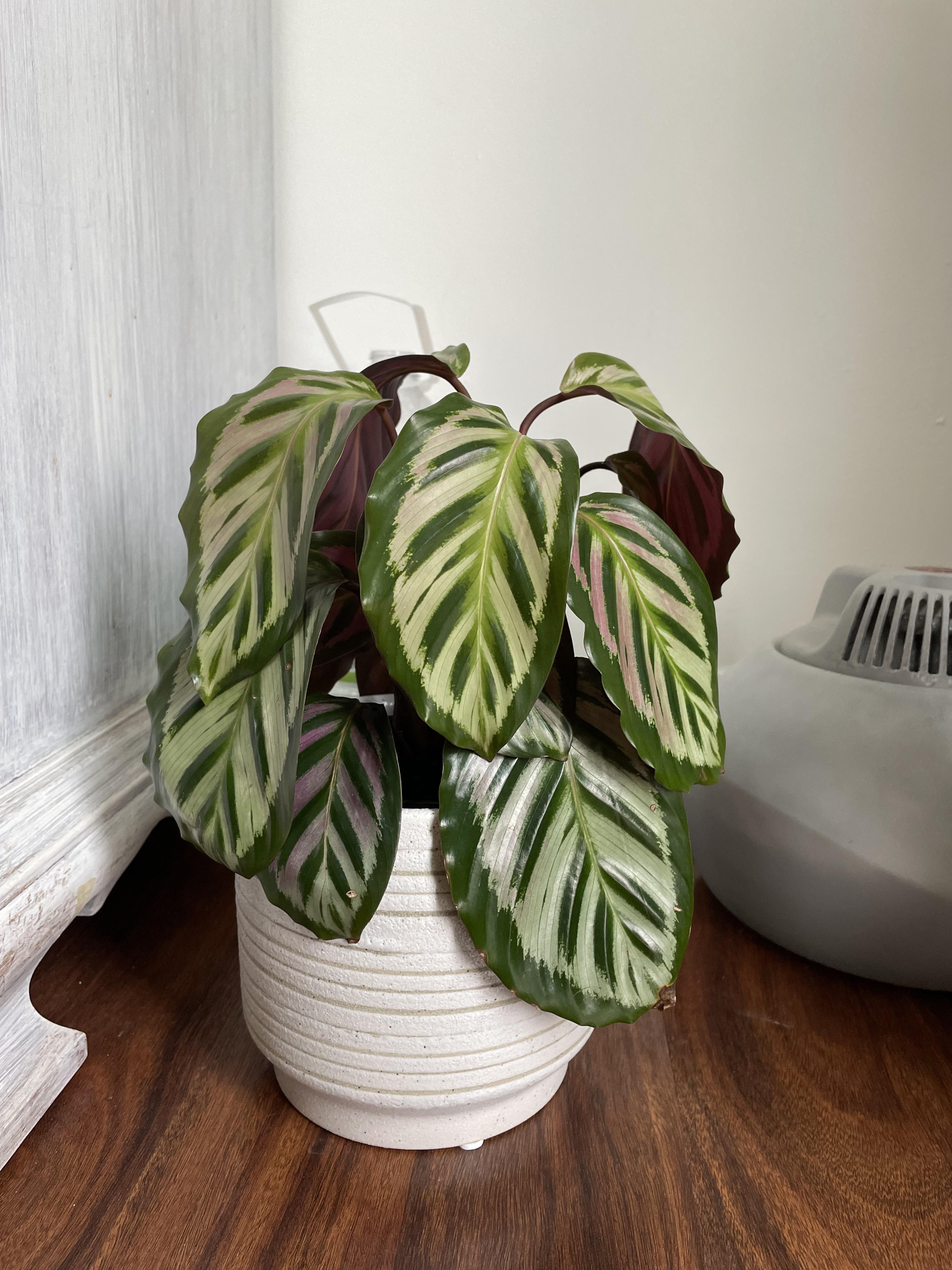 Why is she drooping?! r/calatheas
