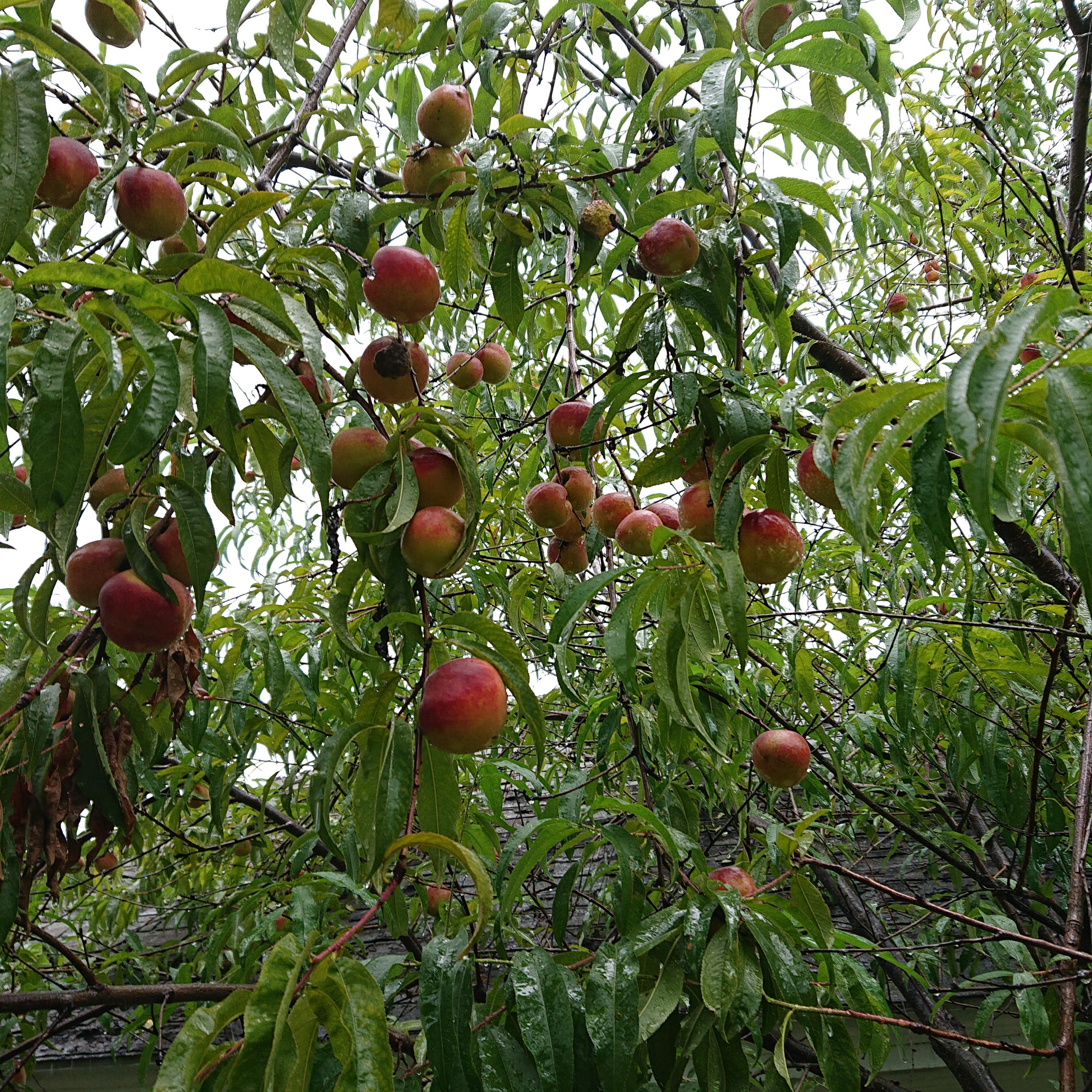 When are peaches ready to pick? r/gardening