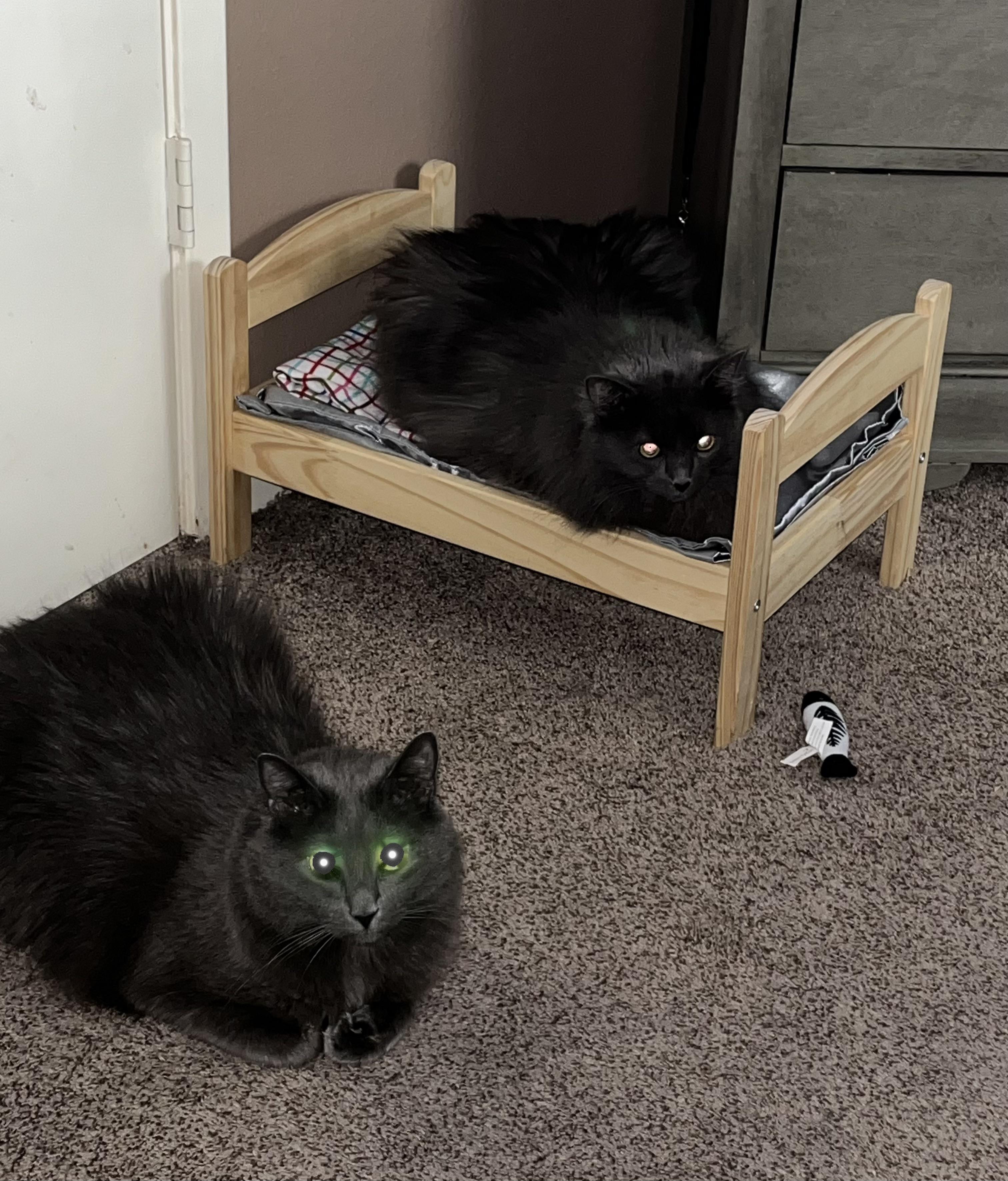 Two cats, 1 bed, epic mistake r/nebelung