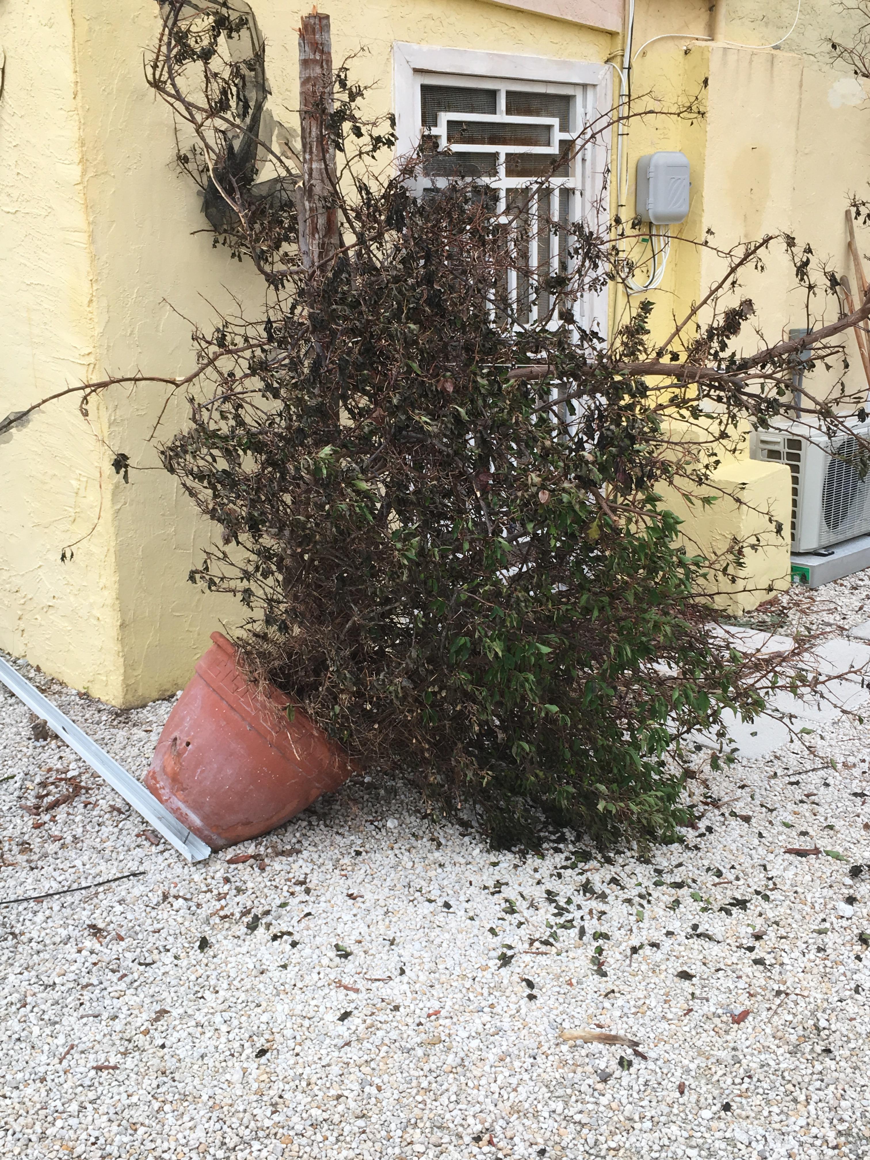 Anyway to revive bougainvillea after hurricane Irma? r/gardening