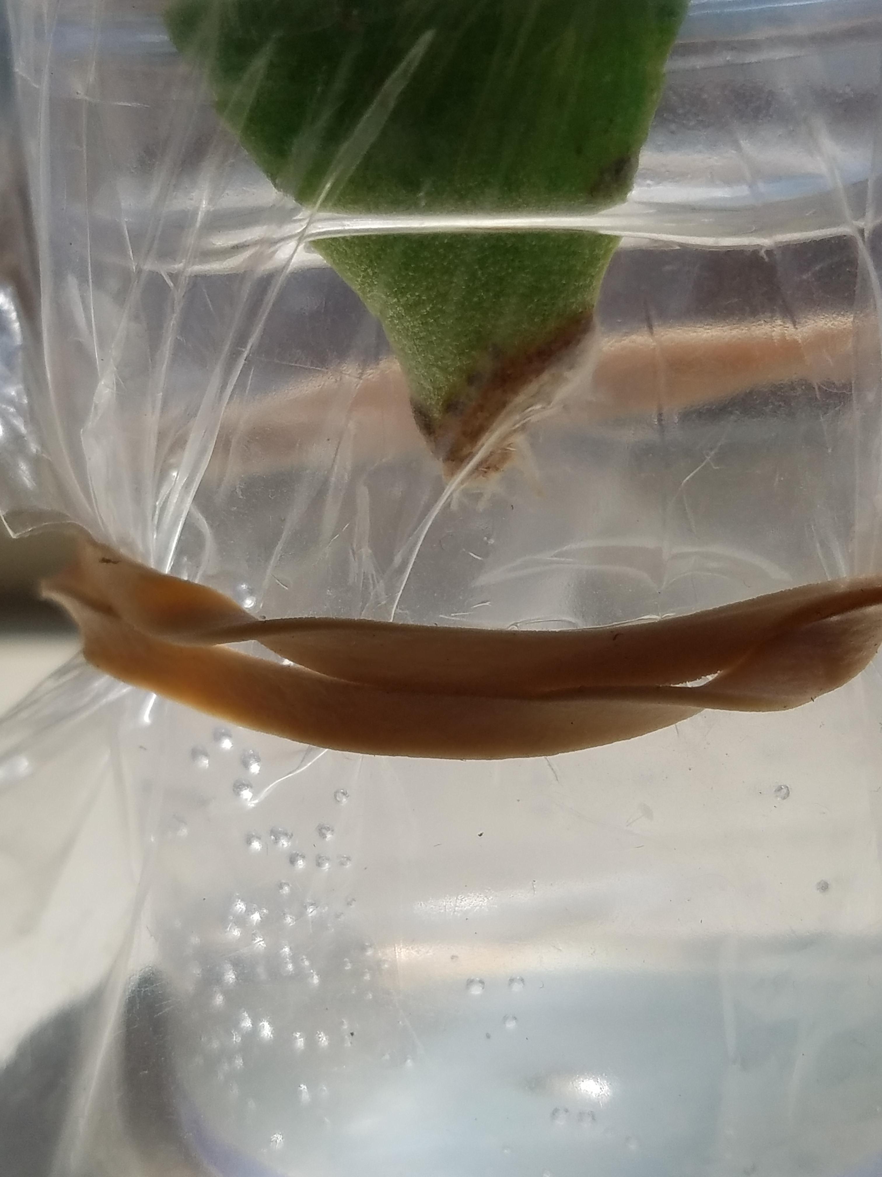 My first jade plant water propagation grew roots 😁. Does anyone know