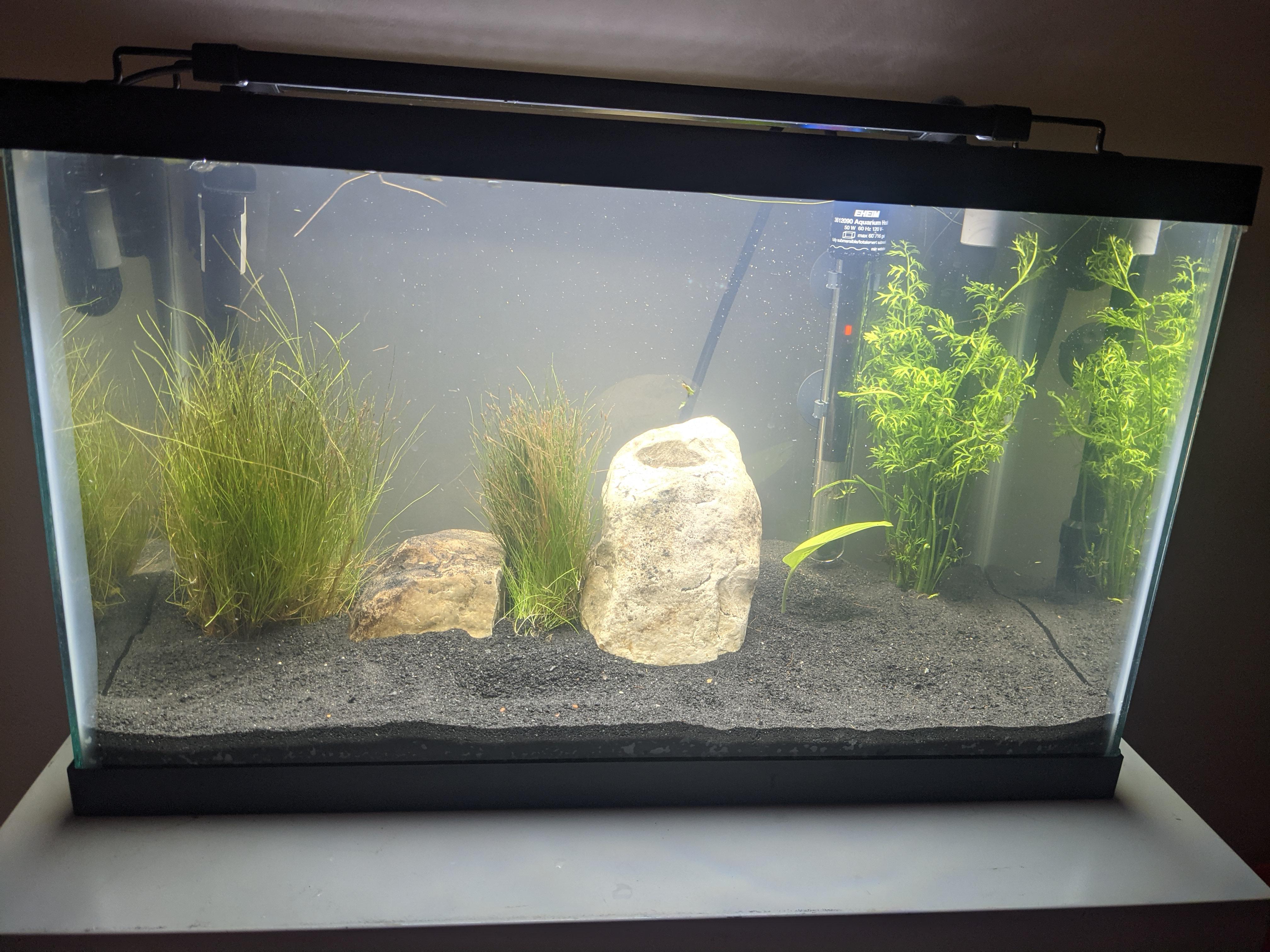My simple 10 gallon shrimp tank (it's cycling) for the office. r