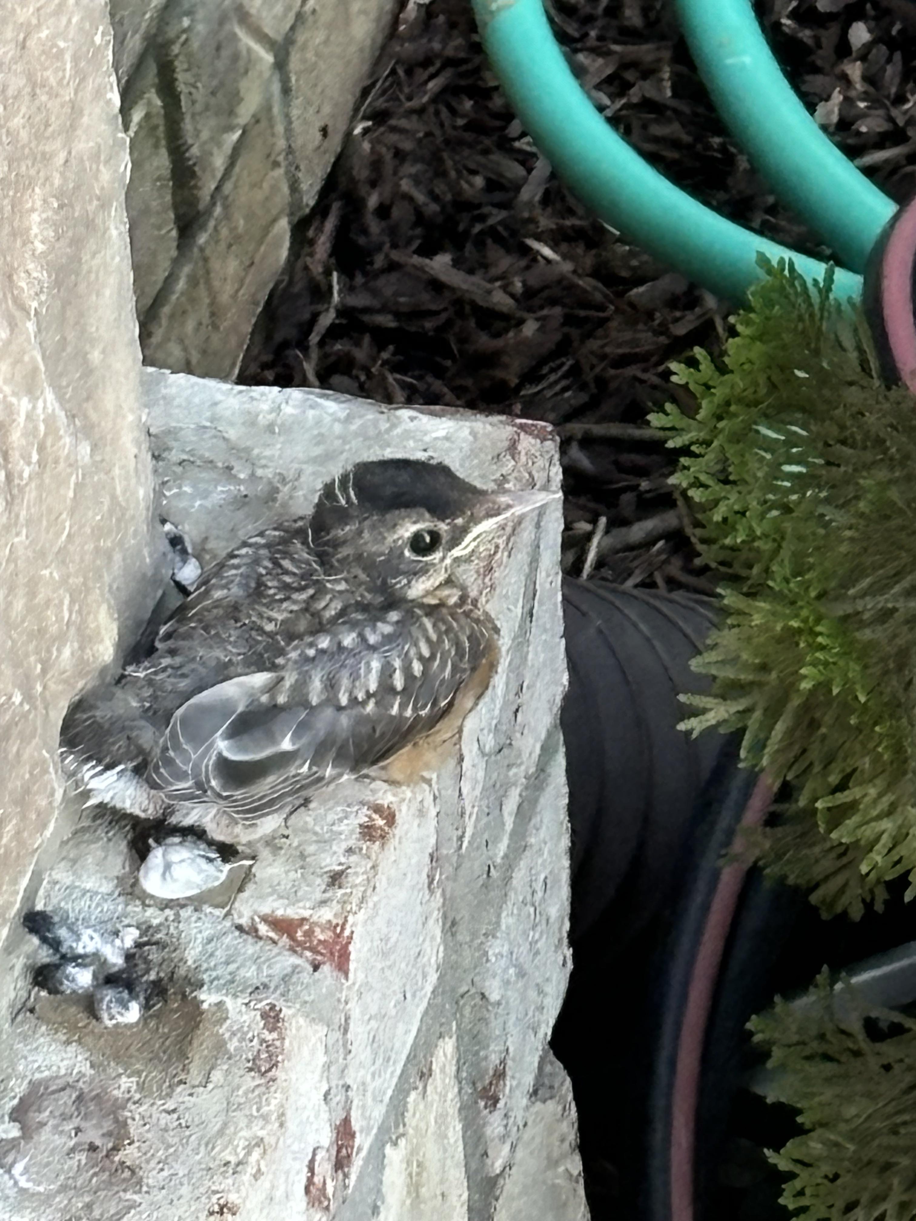 Bird on my porch r/whatsthisbird