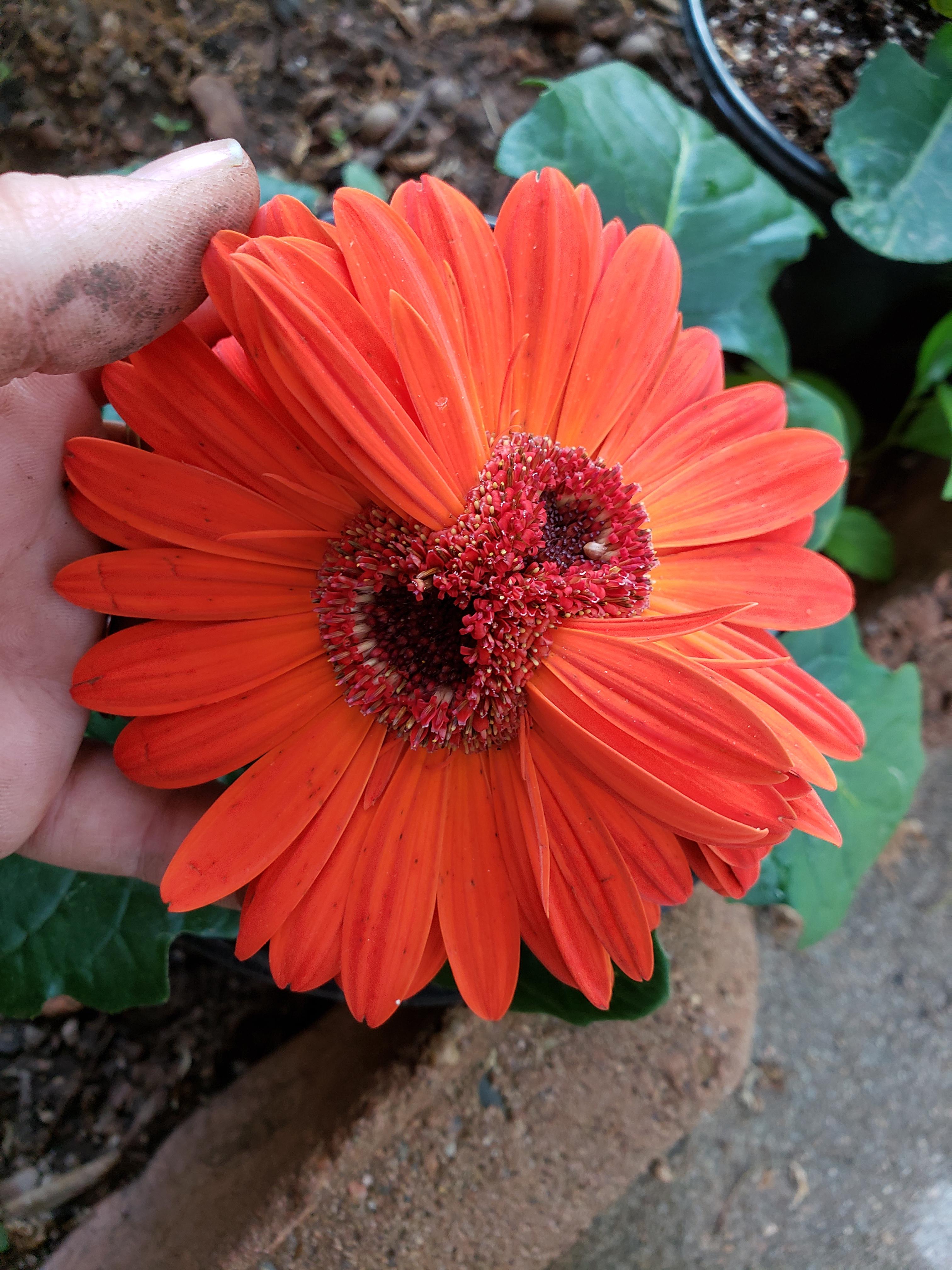 2 of my gerbera daisies grew together r/plants