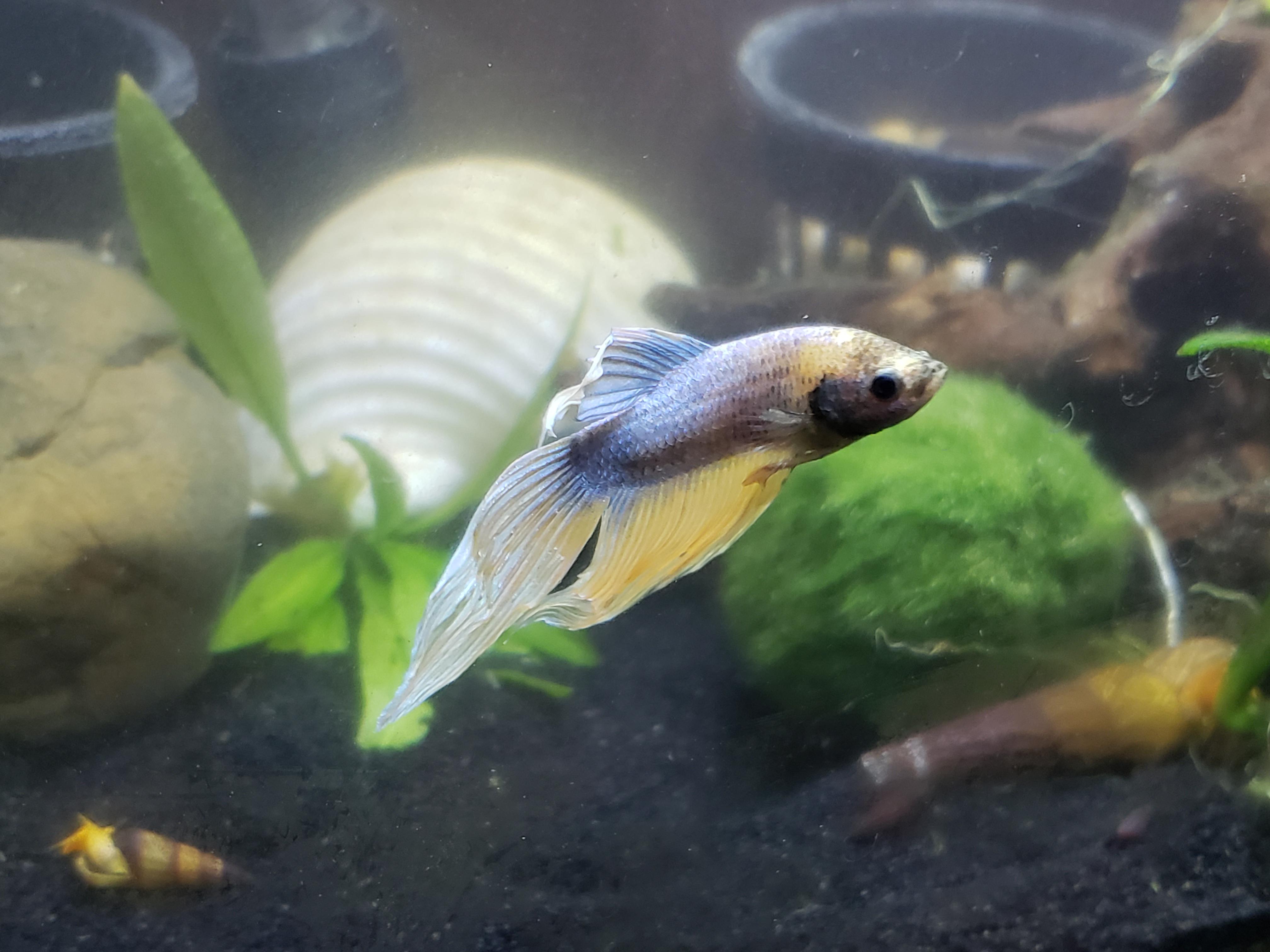 Does anybody know what color morph of betta I have? He's a yellowish