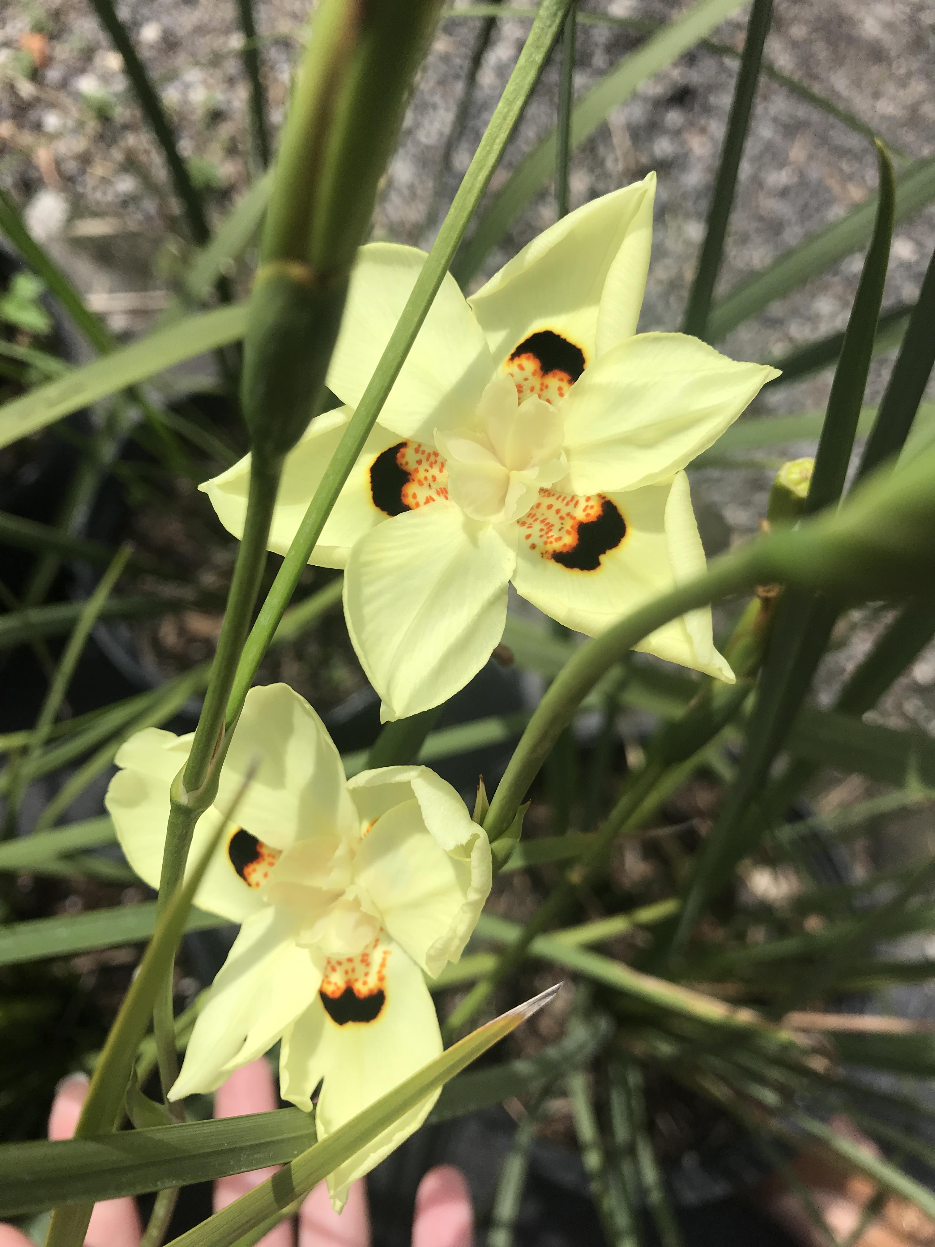 Just wanted to share this African Iris I came across today (also known