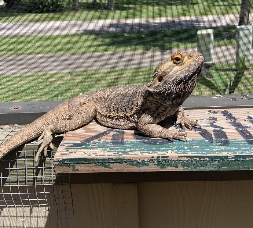 Can beardies act “asexual”??? My 2 year old beardie has never shown