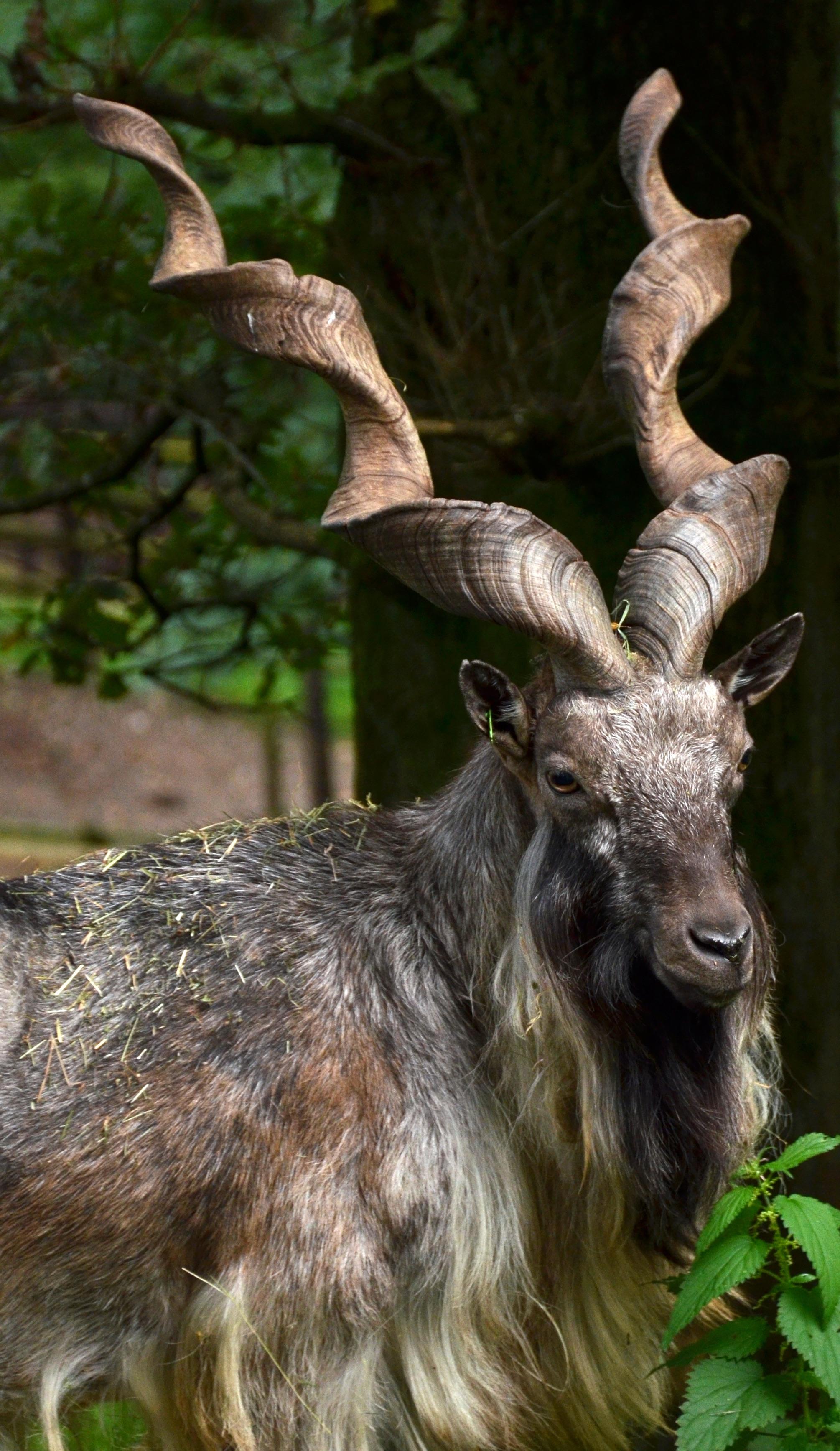21 Animals with Curly Horns (A to Z List with Pictures)
