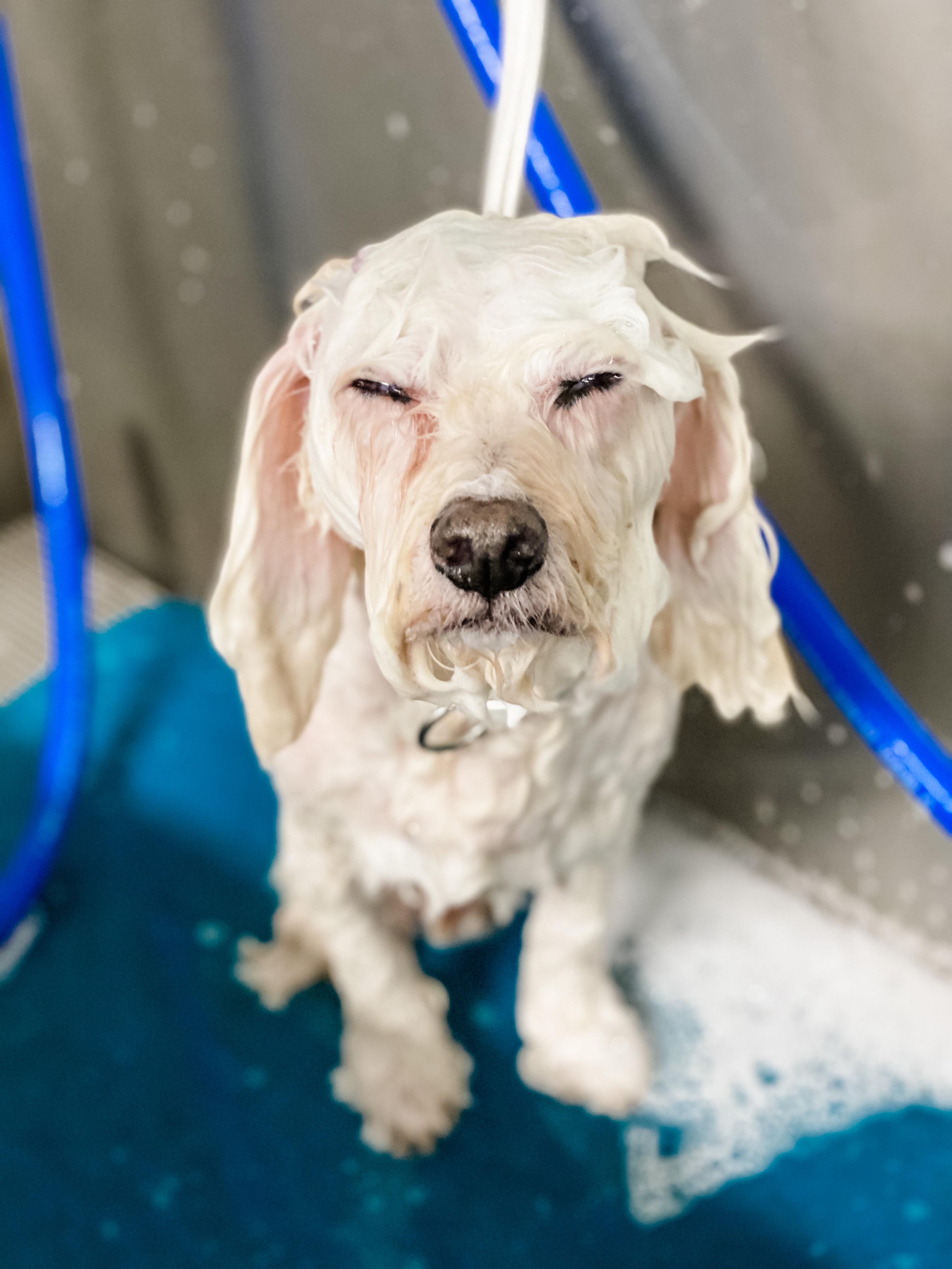 I’m obsessed with relaxed dog bath photos r/grooming