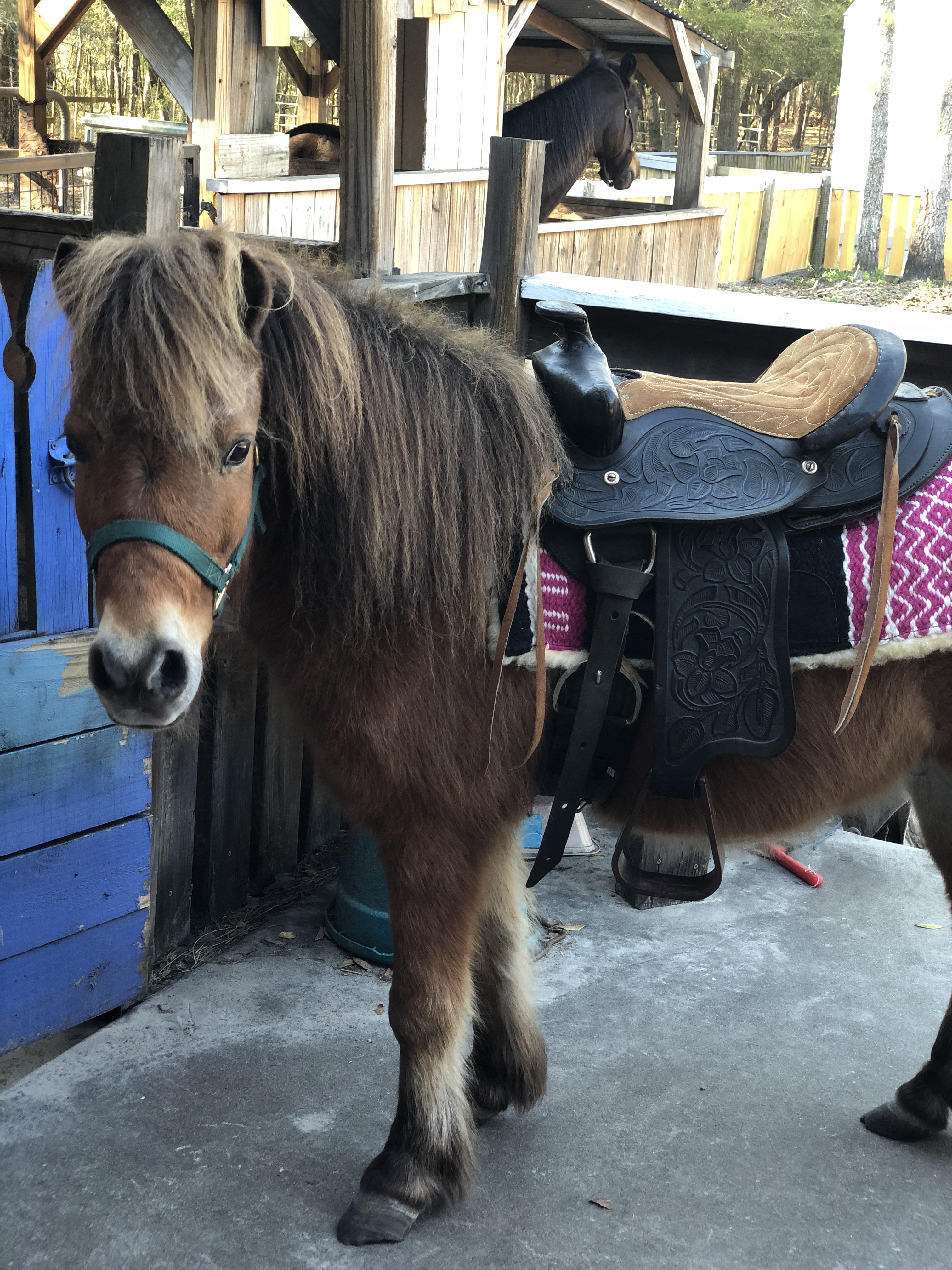 Nothings cuter than miniature horses wearing miniature saddles r/Horses