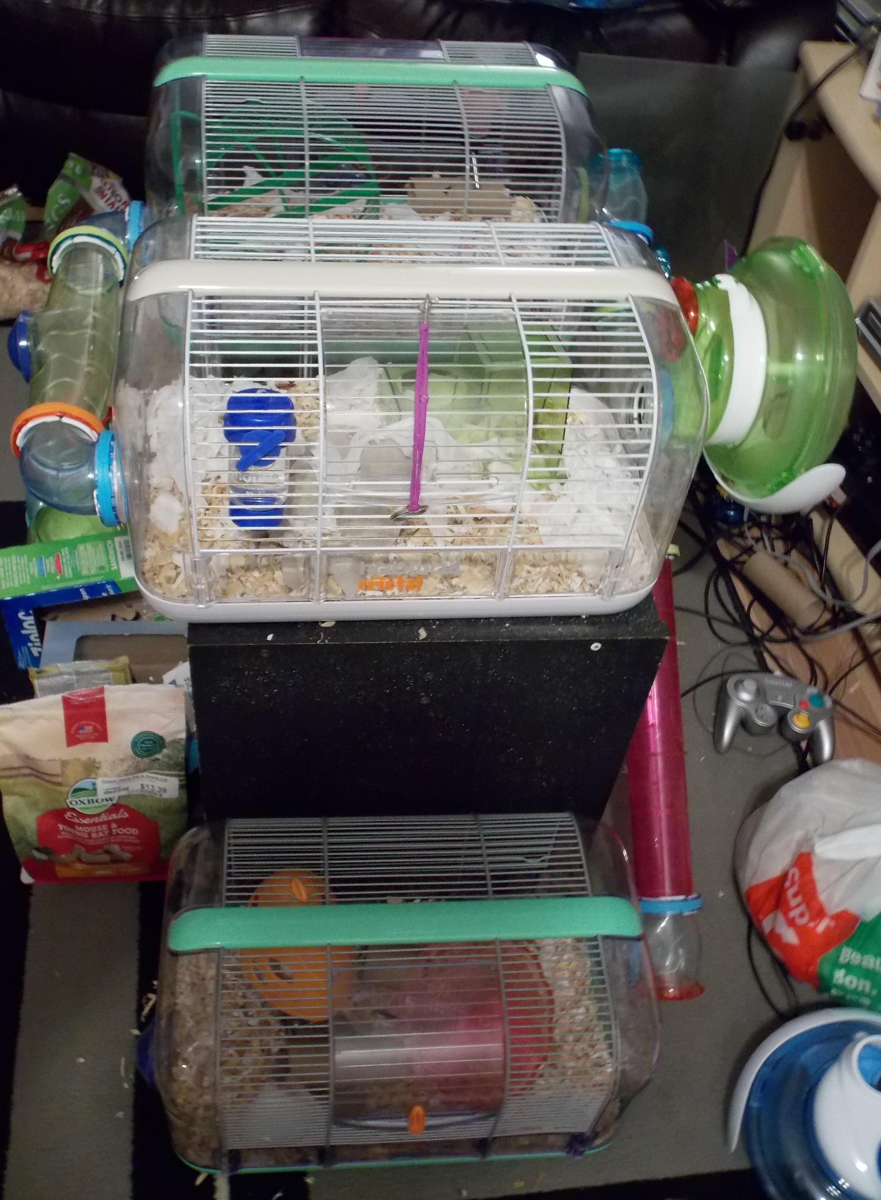 My set up after succesfully introducing mice! r/PetMice