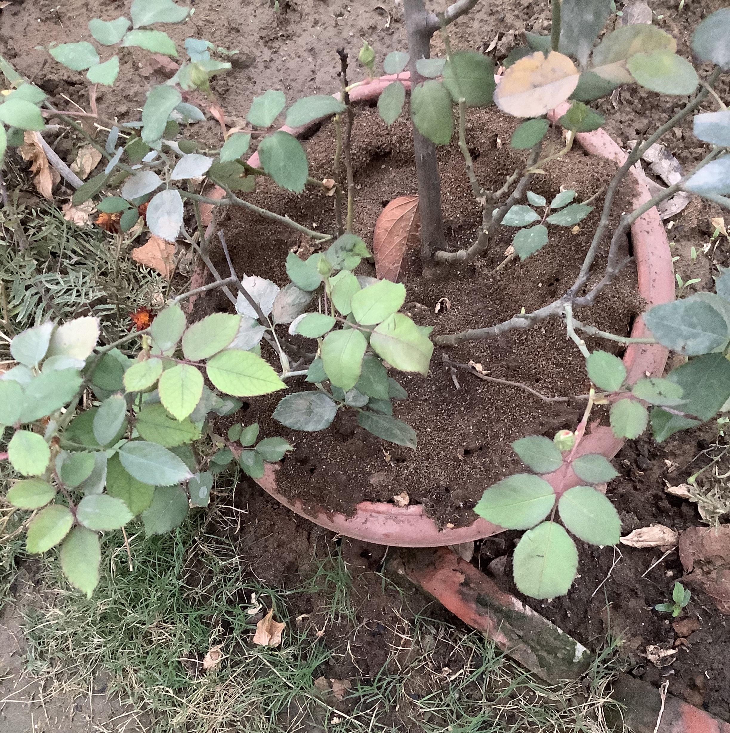 Ants have been constantly digging in this pot. Will it harm my rose