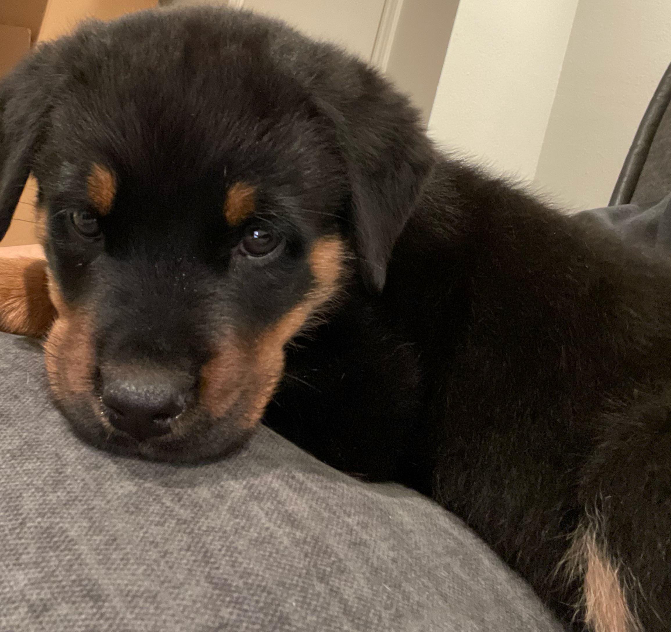 Are Rottweilers Bad For Everyone