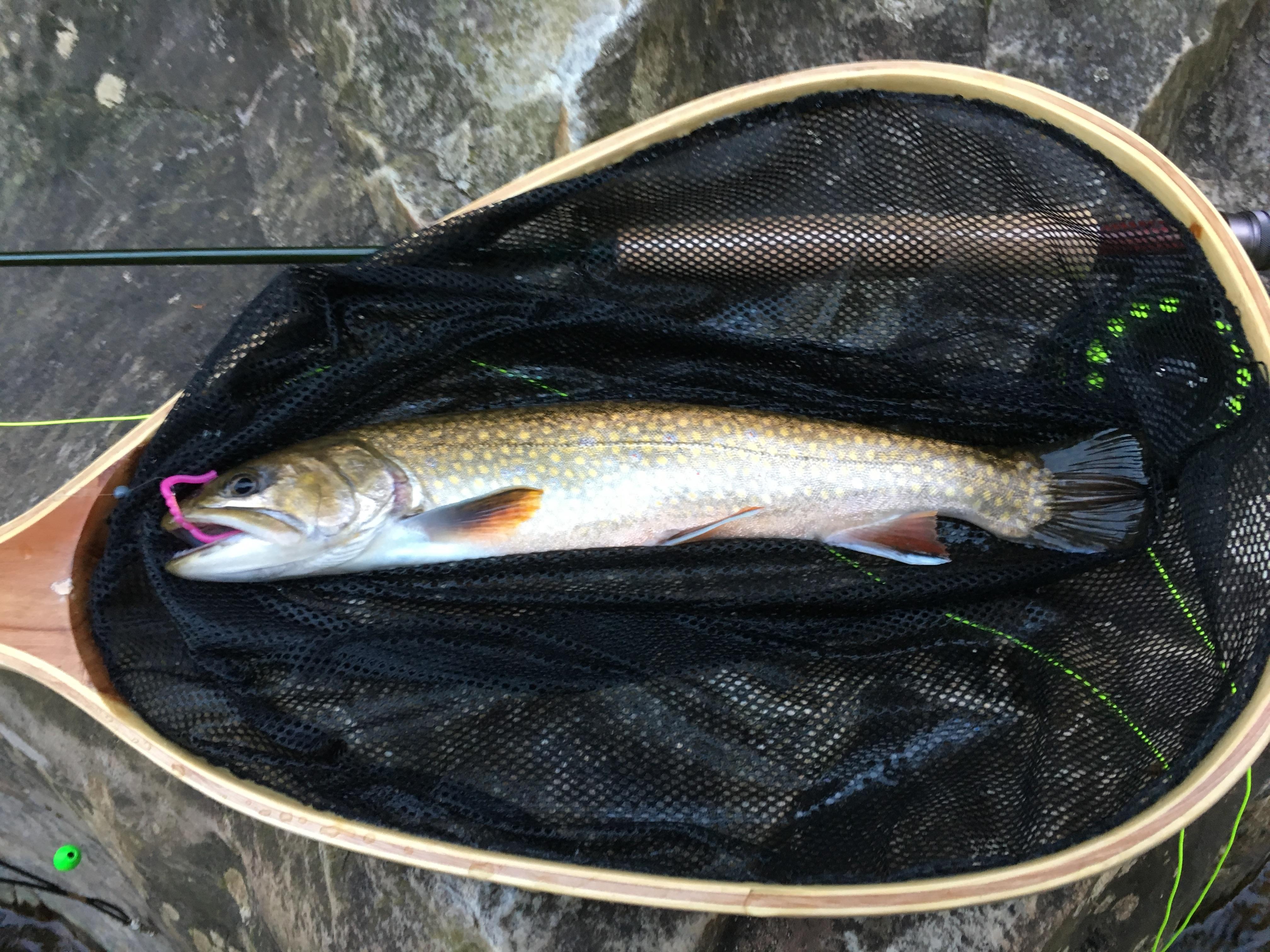 14" Virginia Brook Trout on a 3 wt Fly Rod r/Fishing
