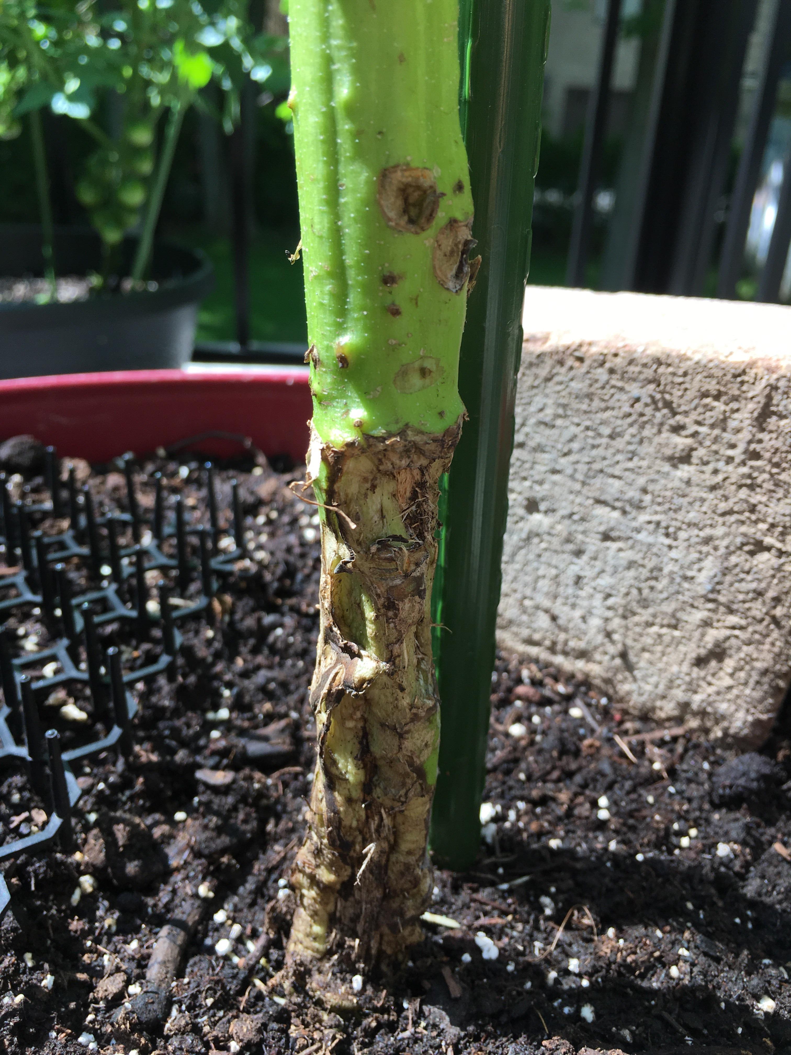 My first ever sunflower and it’s about 6 feet tall now! However the
