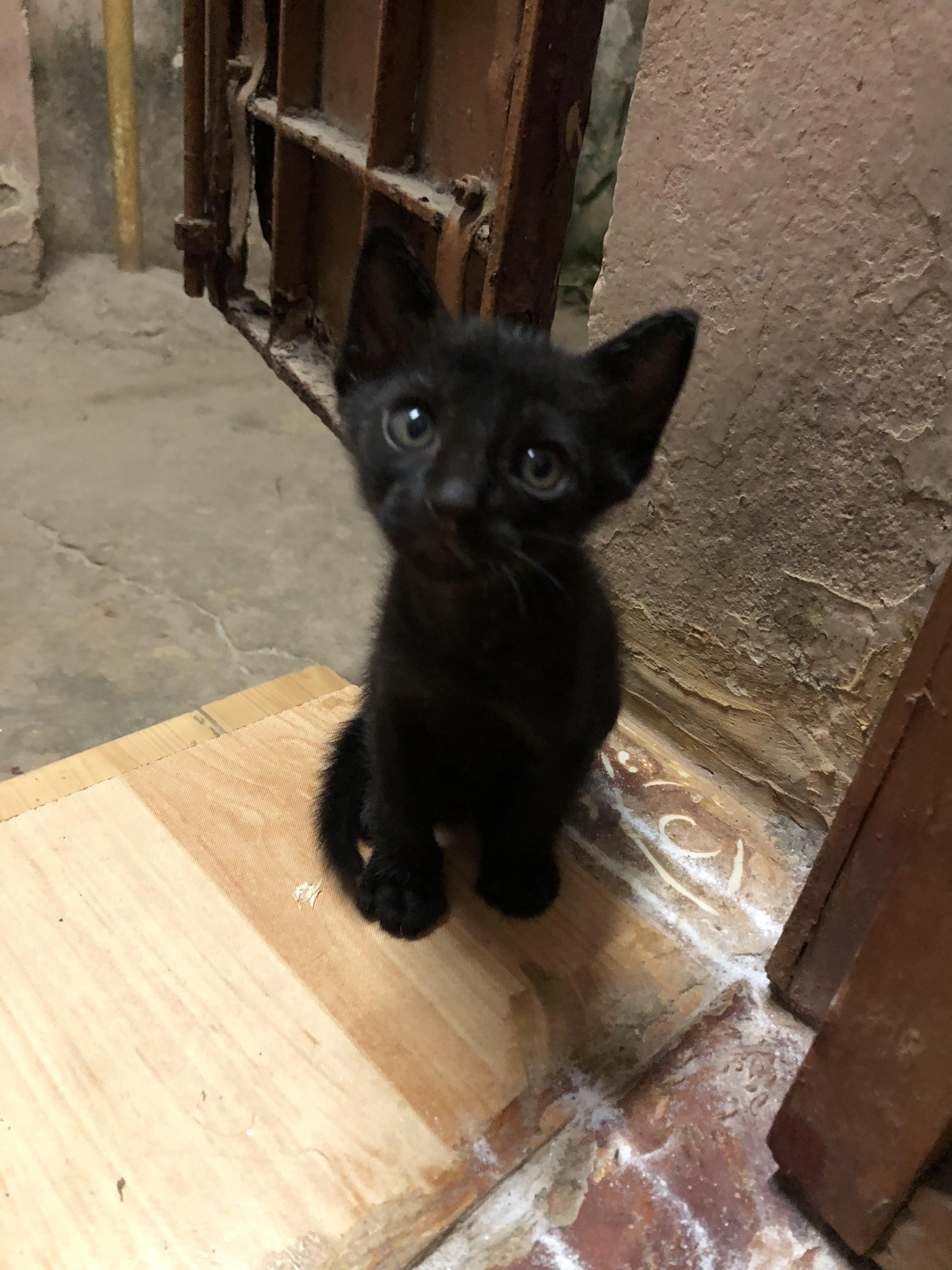 Little Black cat near my house. Couldn't resist posting this cutie. r/aww