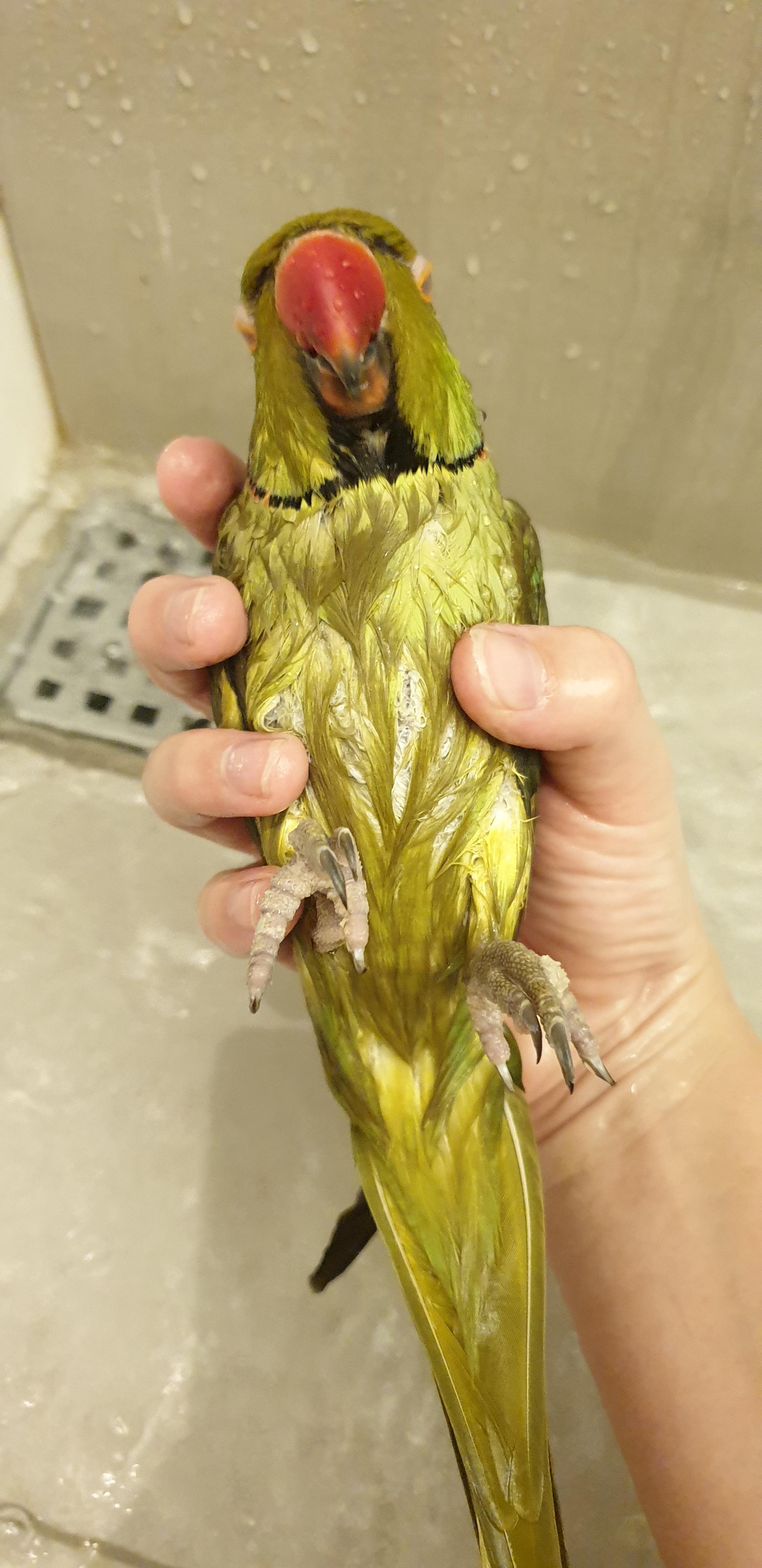 My Lil uwu Indian ringneck taking a nap in my hand during his shower 🥰🥰