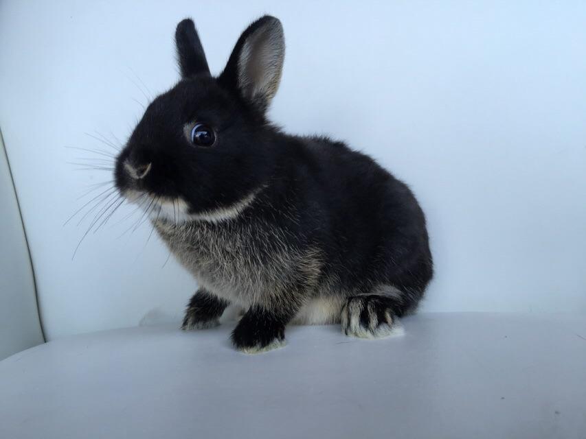 TBT super awkward 7 week old Sesame Rabbits