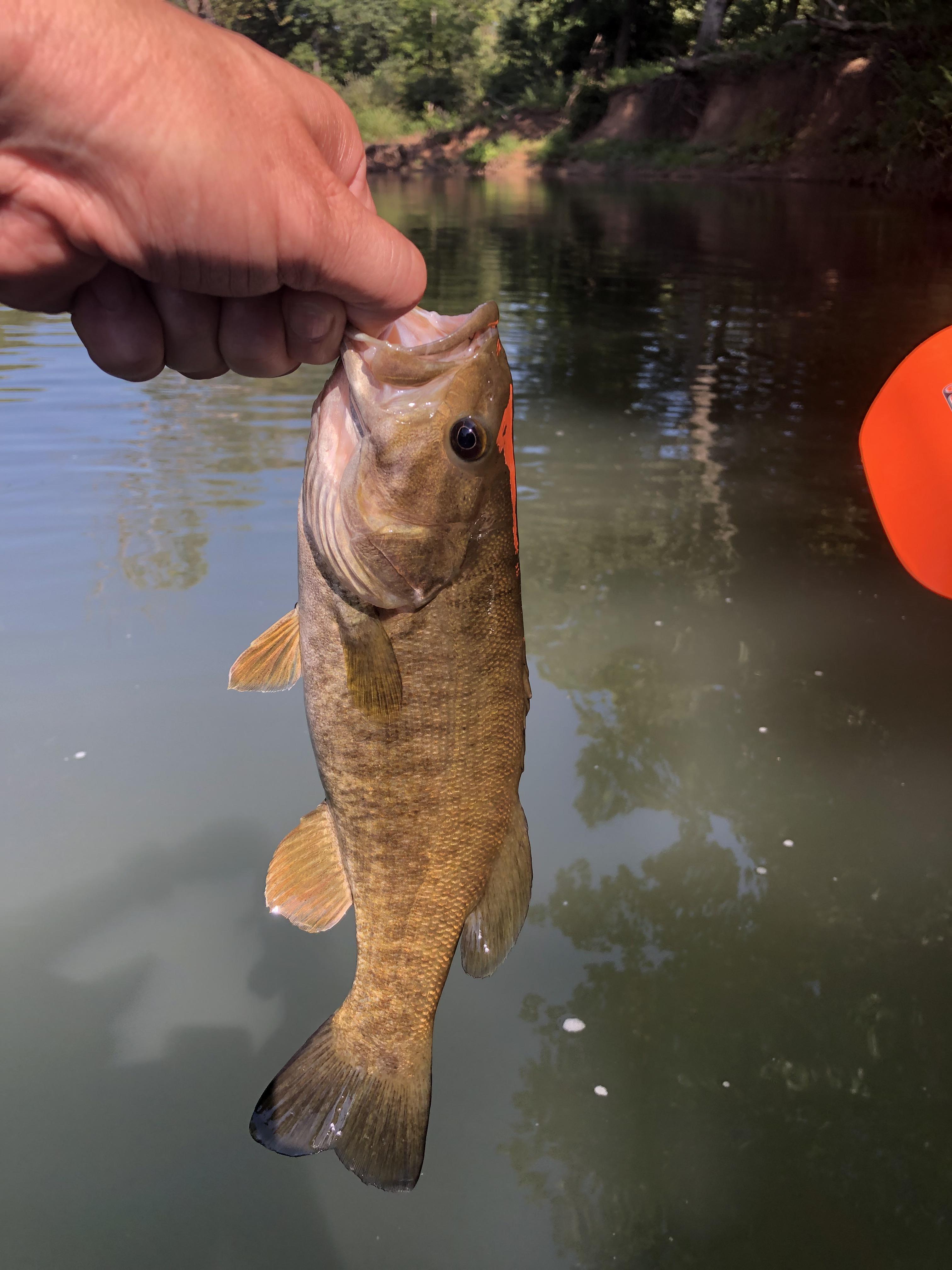 [View 18+] Kayak Fishing James River