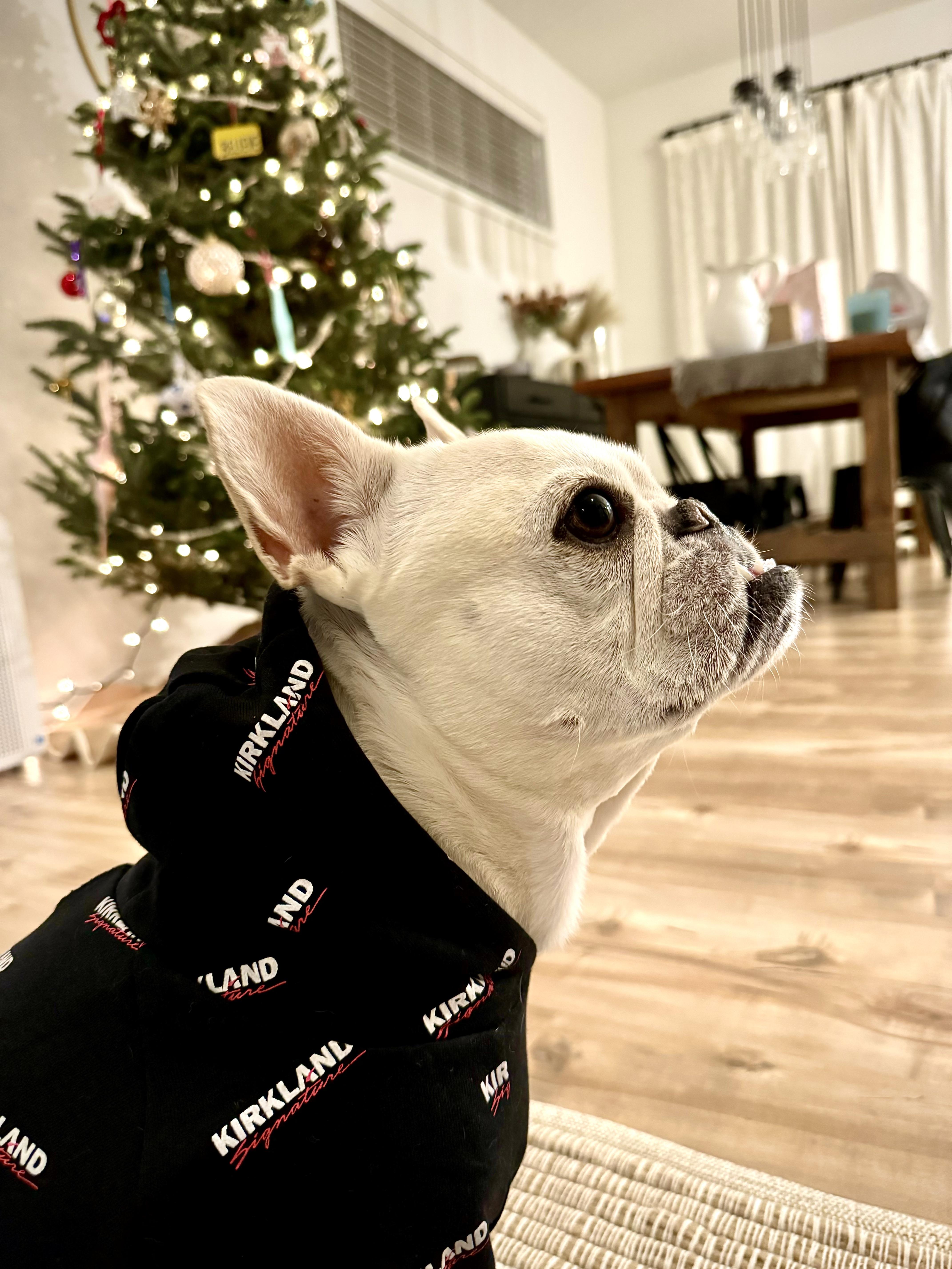 New Pet Sweatshirt Vibes 🥰 r/Costco