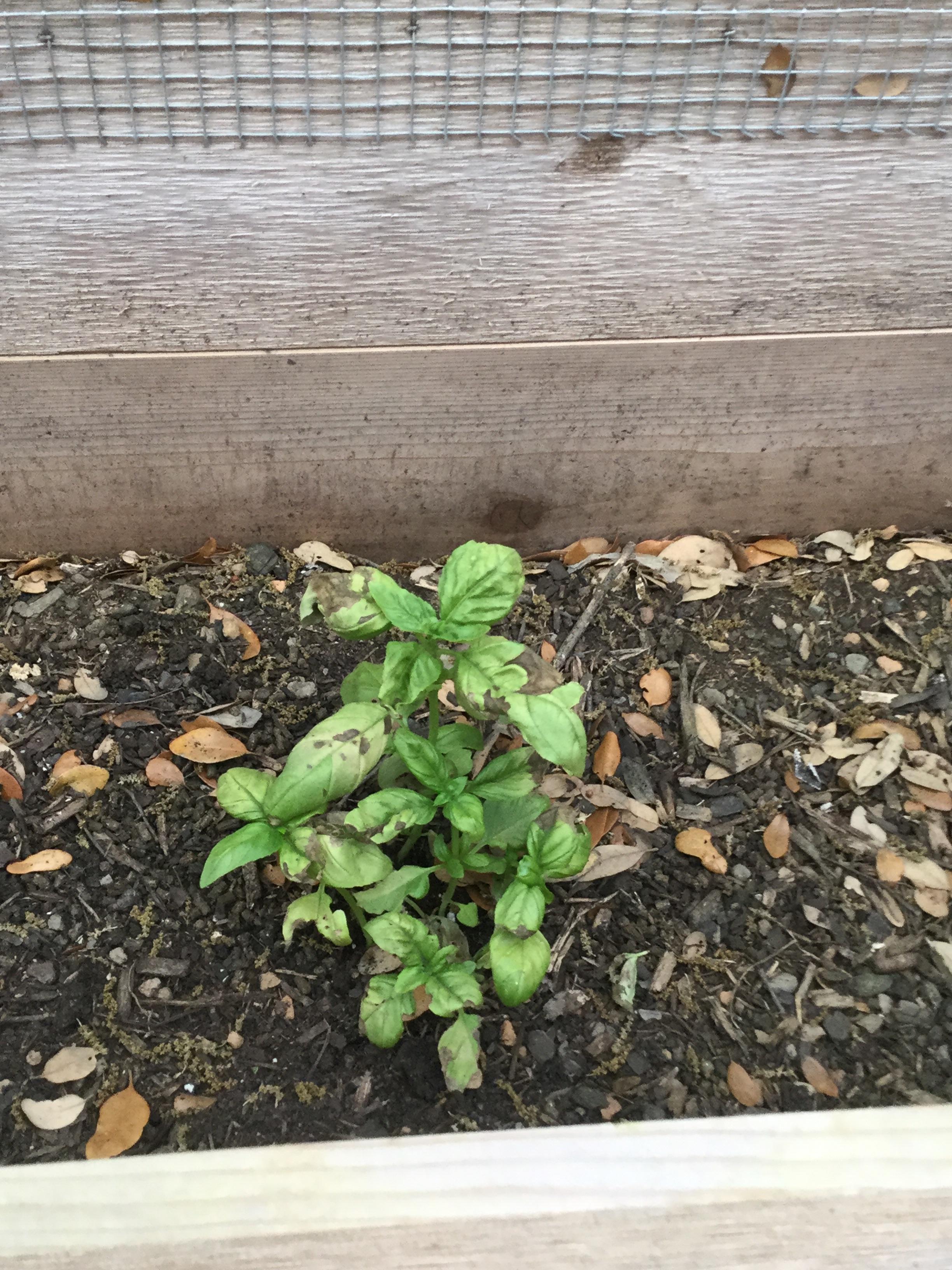 What’s up with my sweet basil? No freezing weather, but getting
