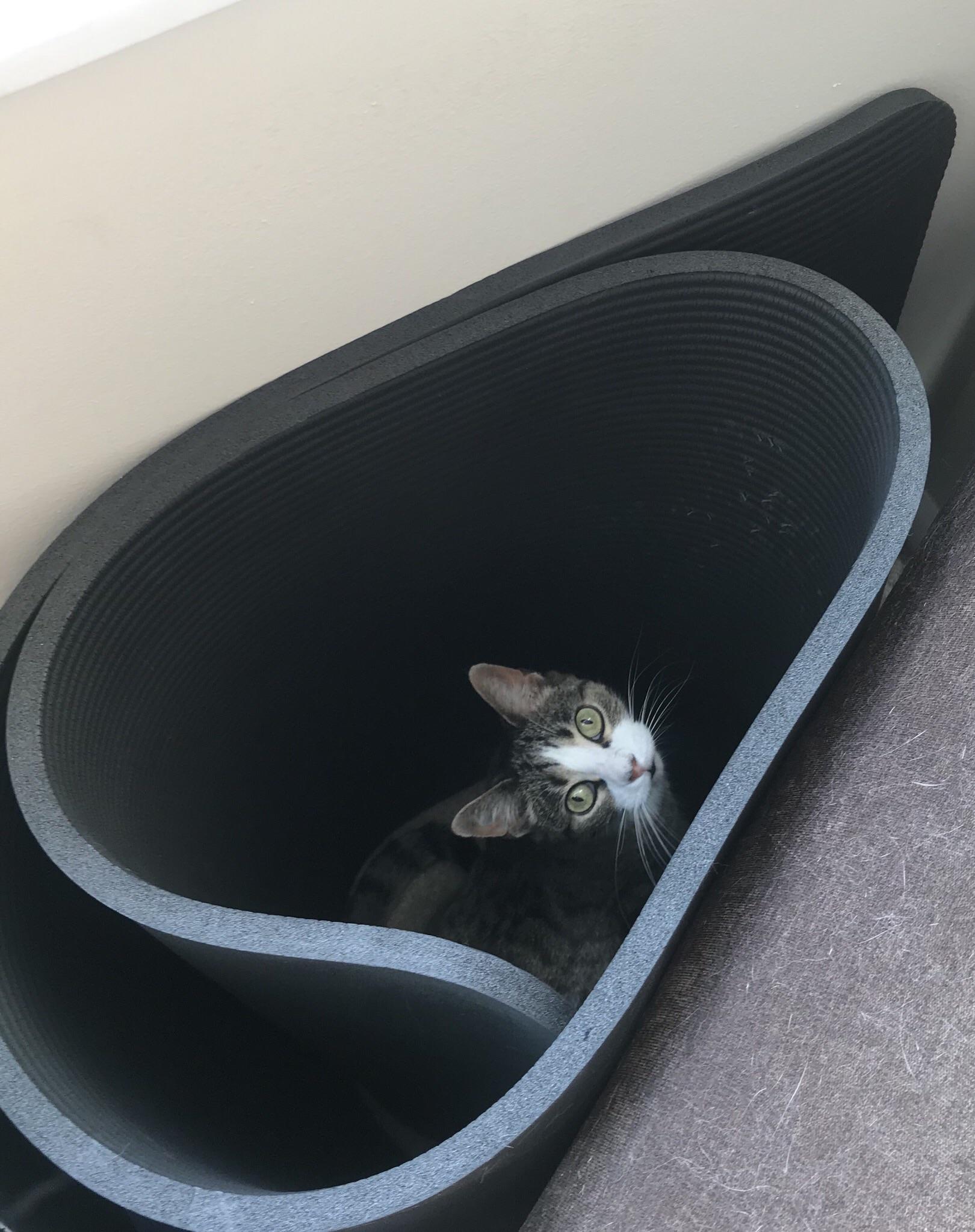 Caught in the act of scratching up my yoga mat r/cats
