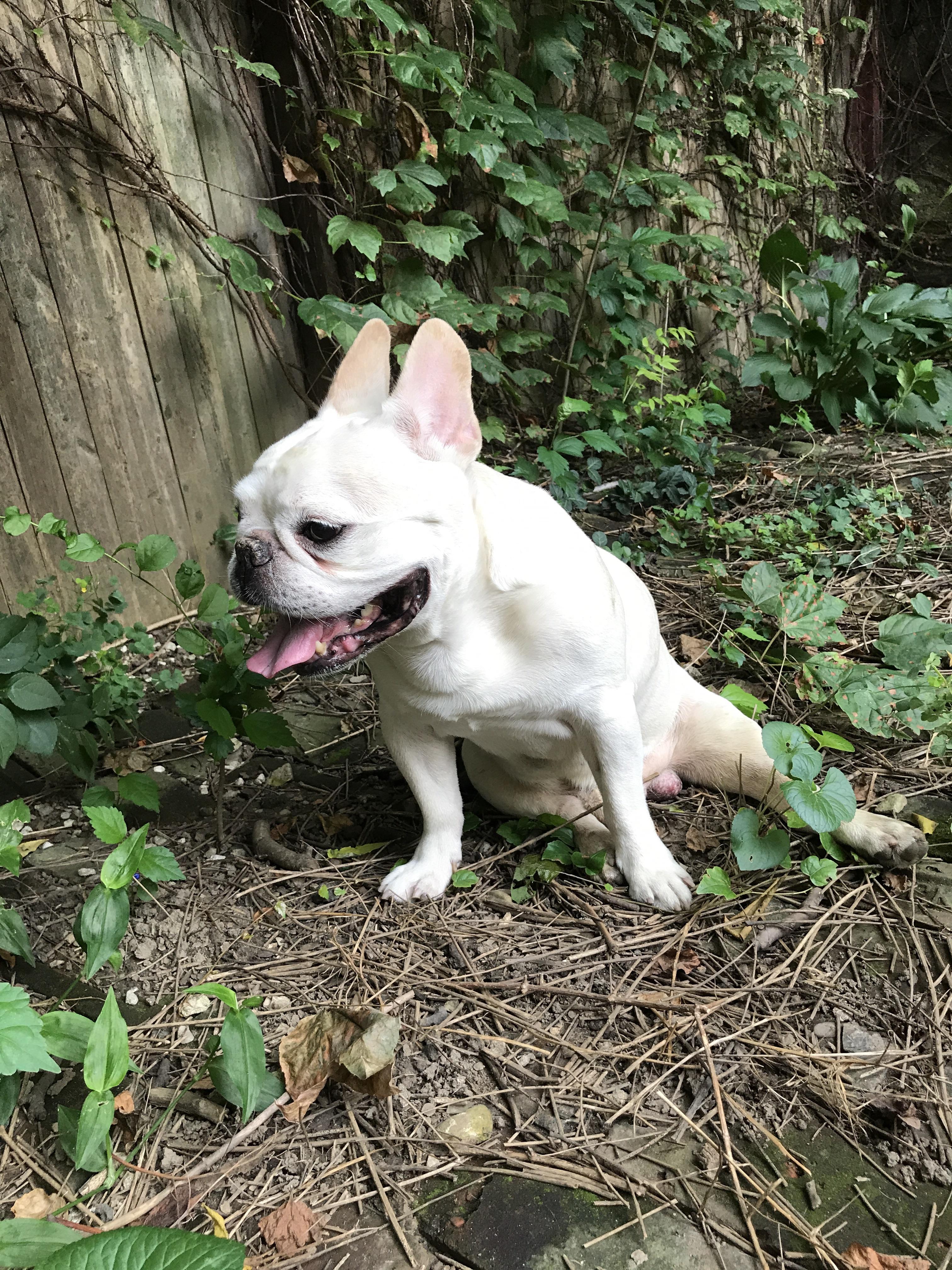 Even my 11 years old frenchie has been vegan for over 8 years! Vdog