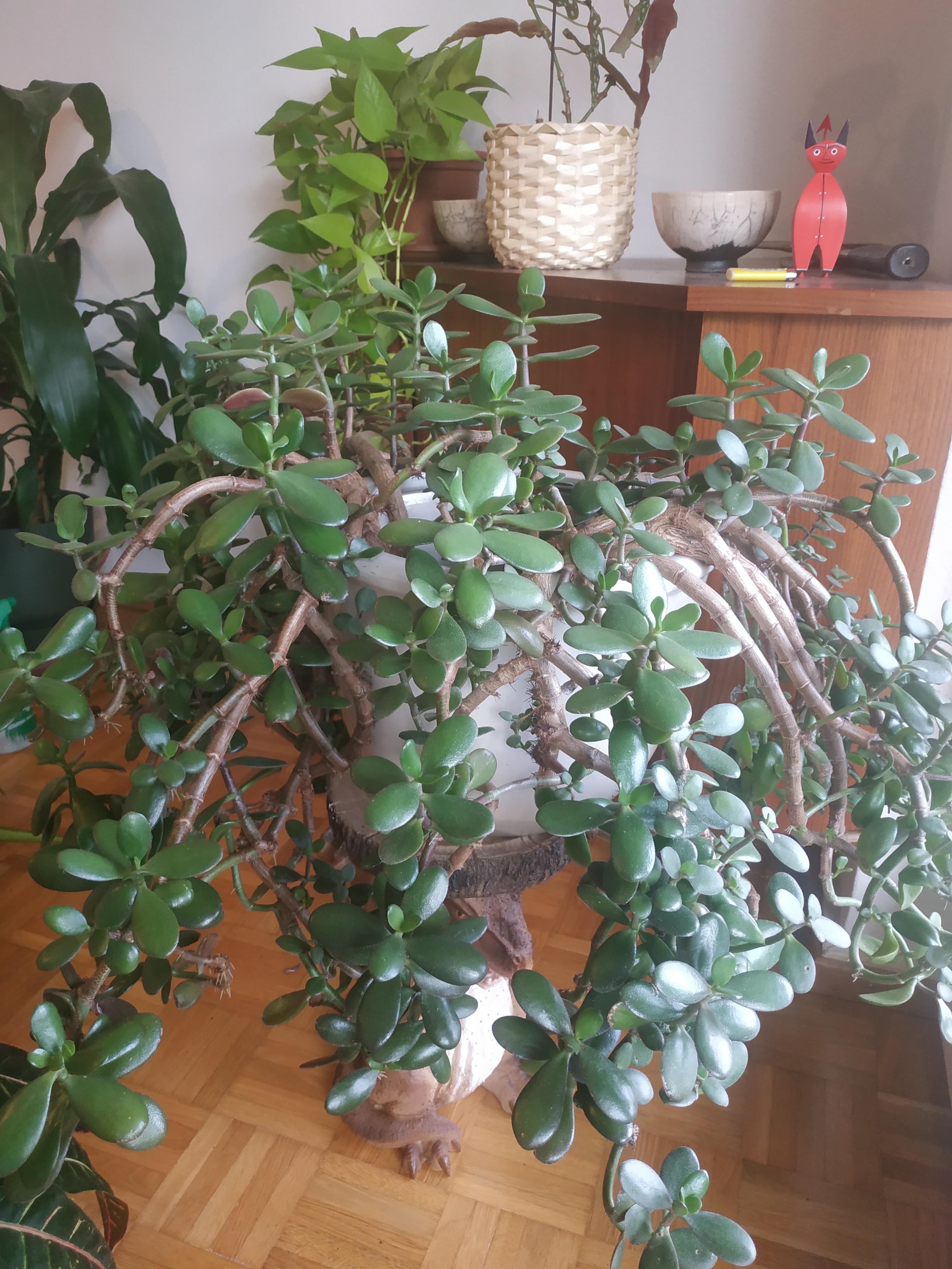 Tips on how to repot large jade plant r/plants