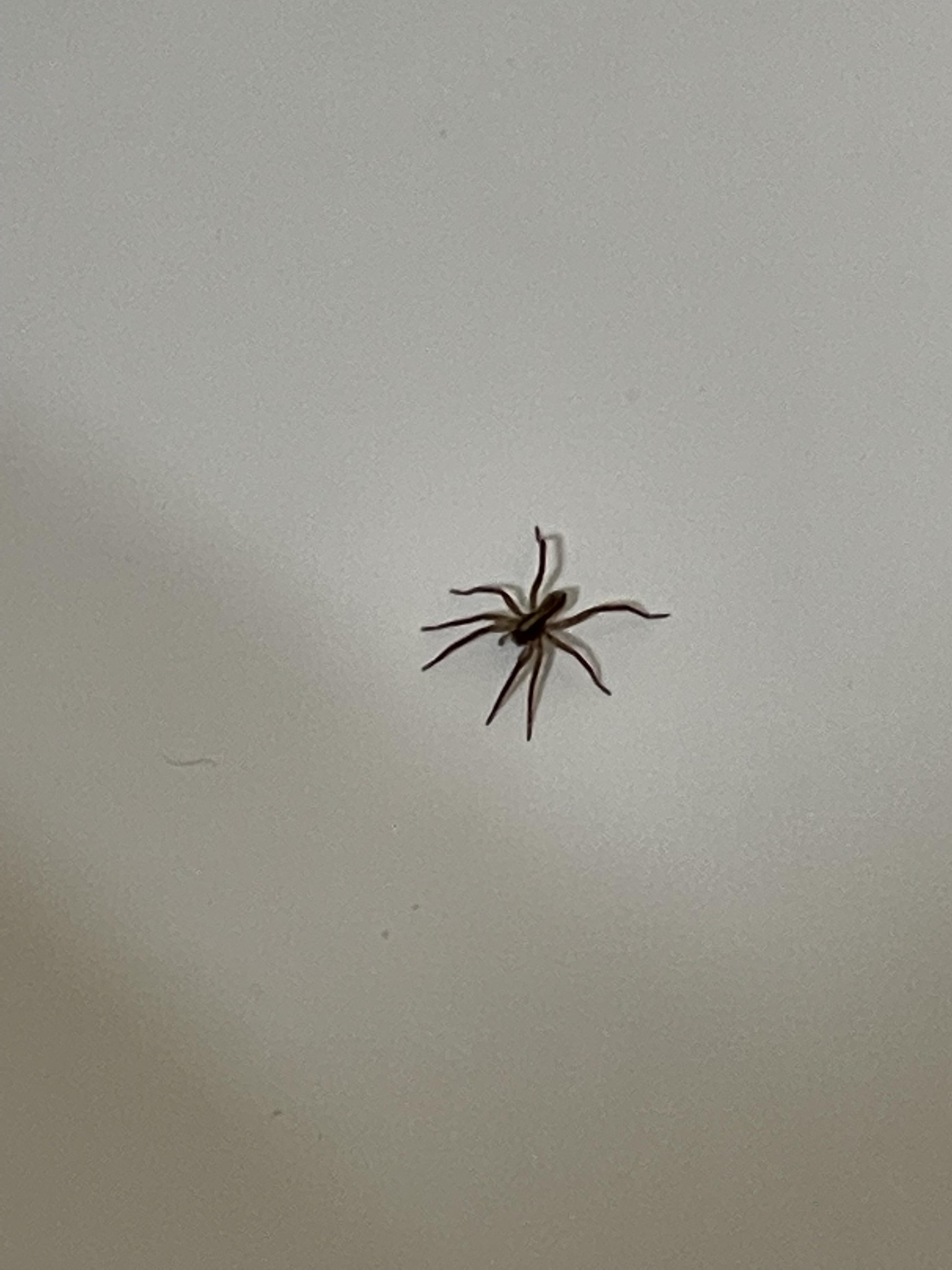 What is this? In bathtub in north Texas. r/spiders