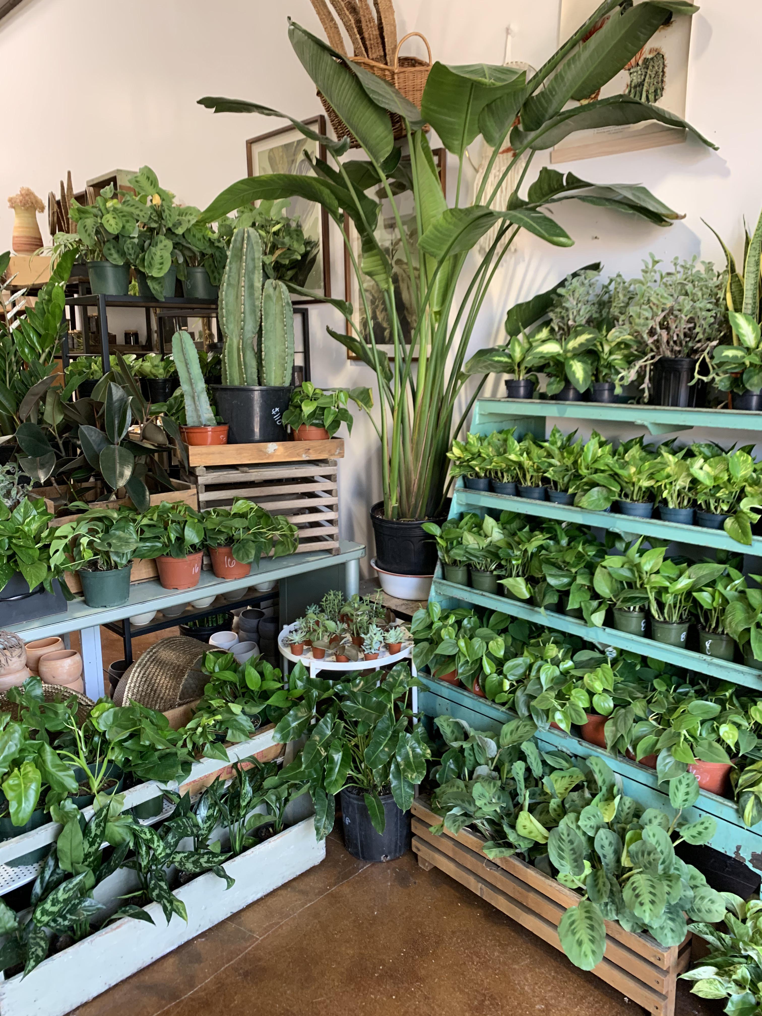 Check out this cute little plant shop! r/houseplants