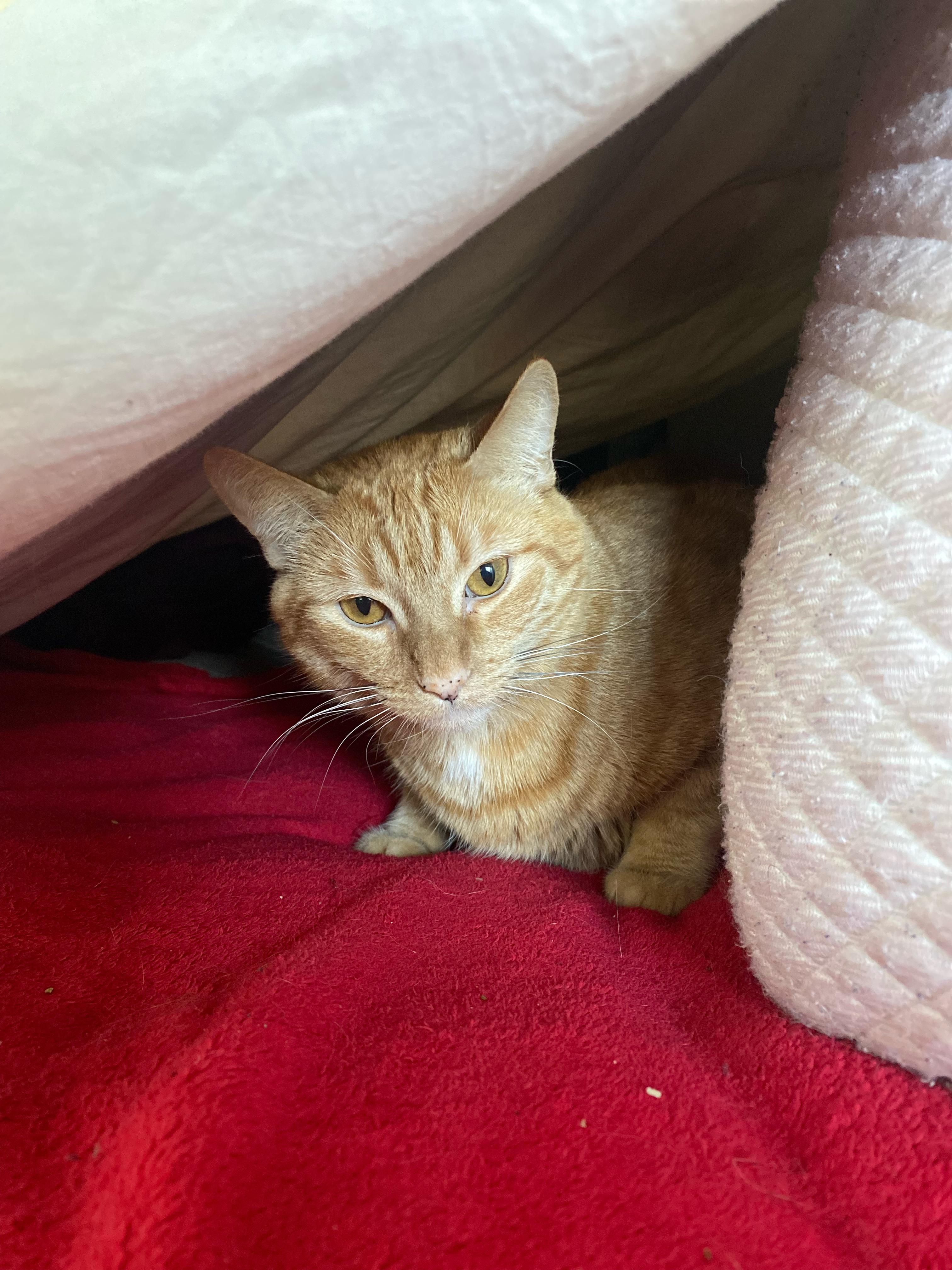 The ever elusive Female Orange Tabby Cat aka GWEN!!!!!! She is