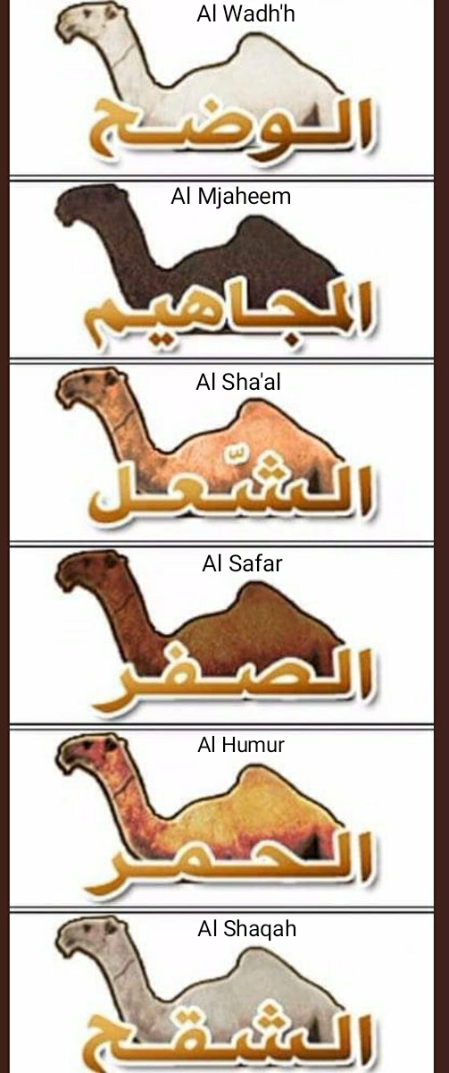 Names of camels based on their colors, better be prepared for the