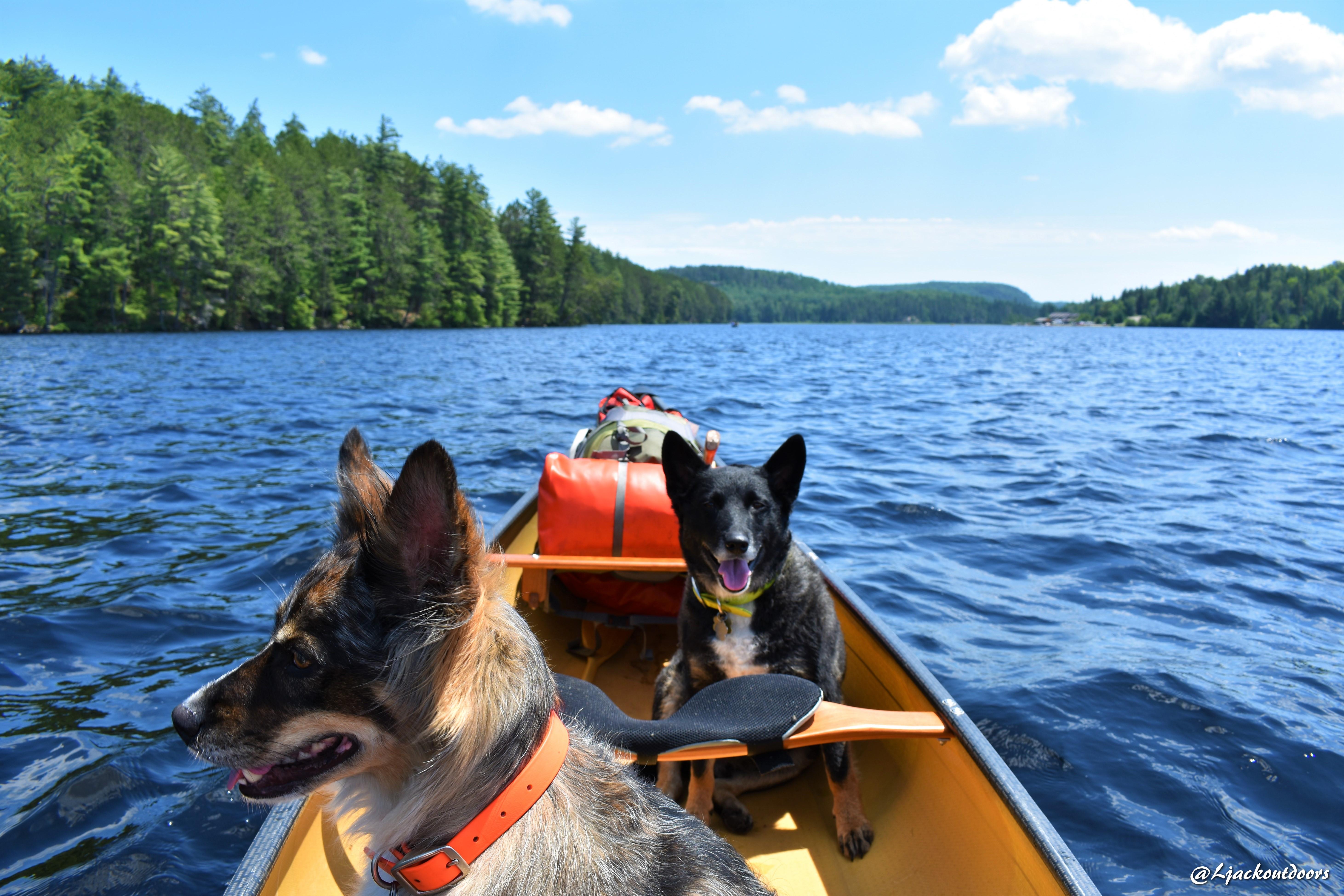 Since there seems to be a canoe dog theme going here right now