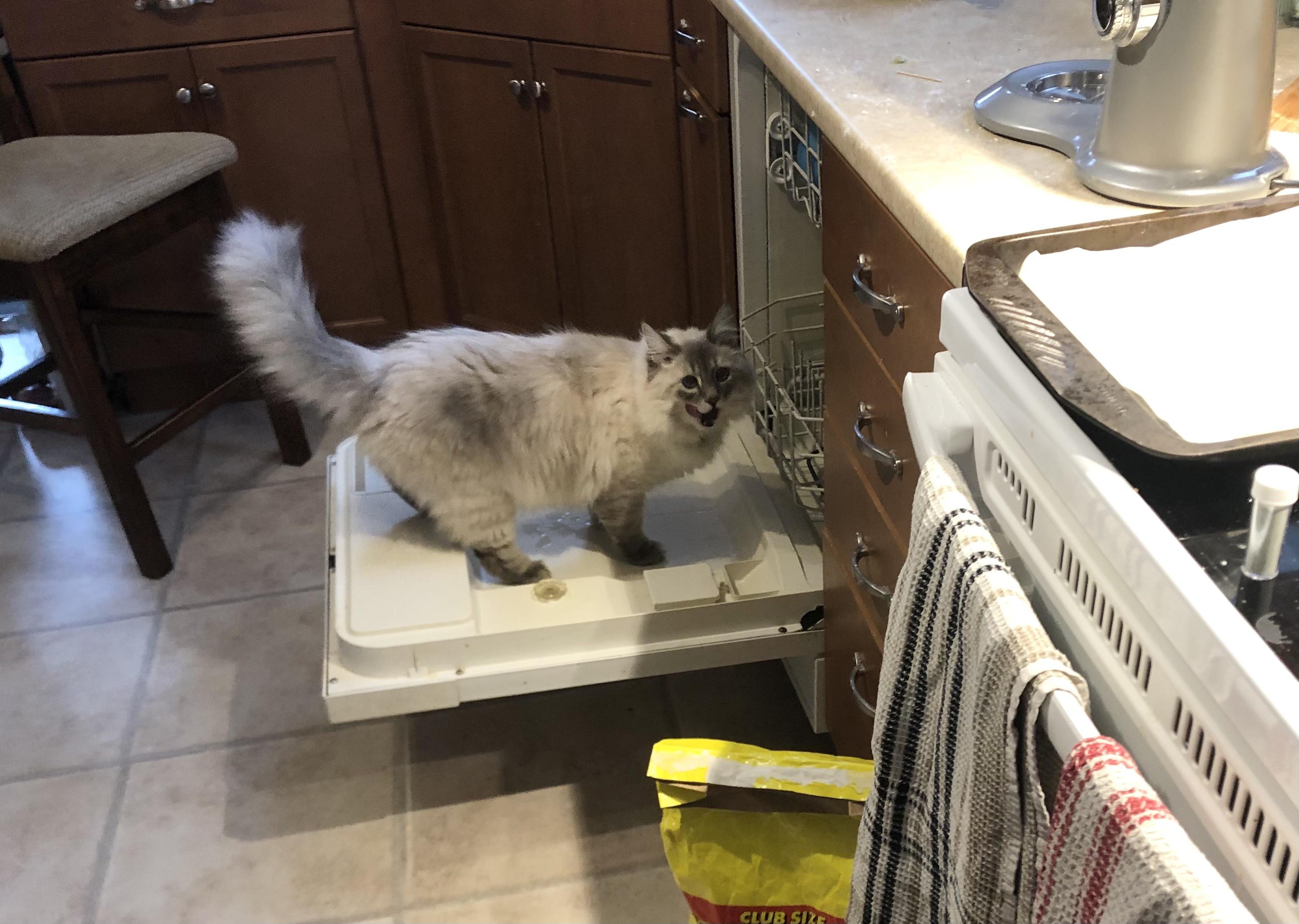 Dishwashers aren’t for cats sugar r/SiberianCats