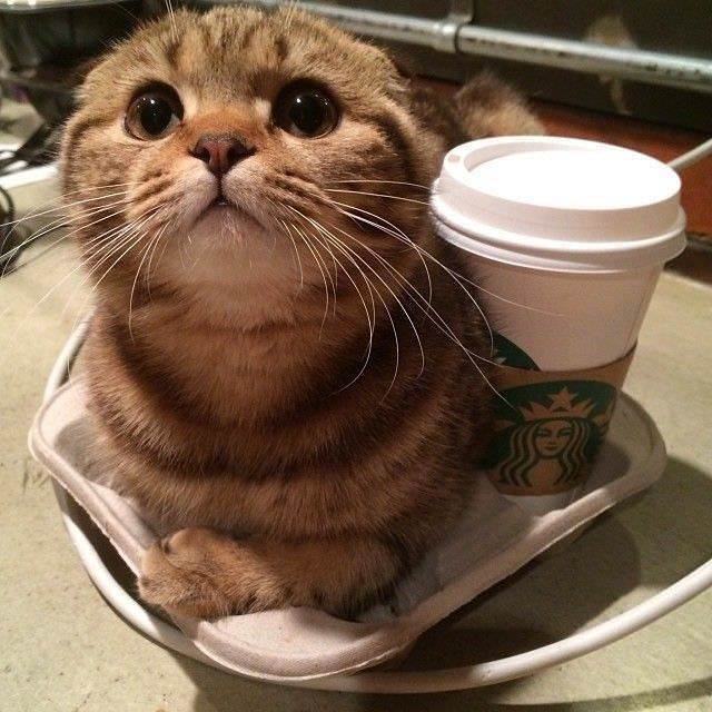 Free kitten with each coffee purchase. r/pics