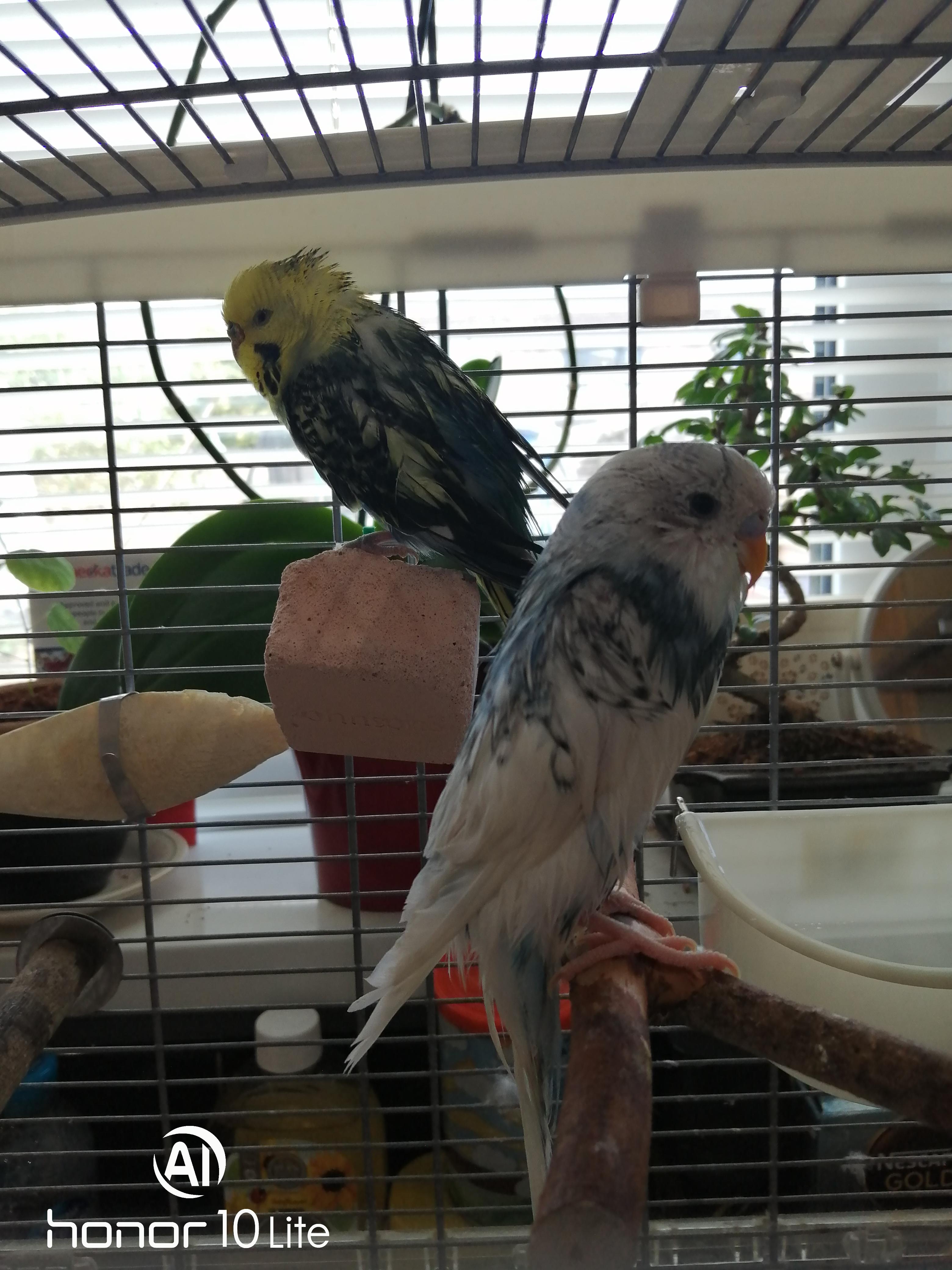 my budgies called sky and geo ️ out the shower r/budgies