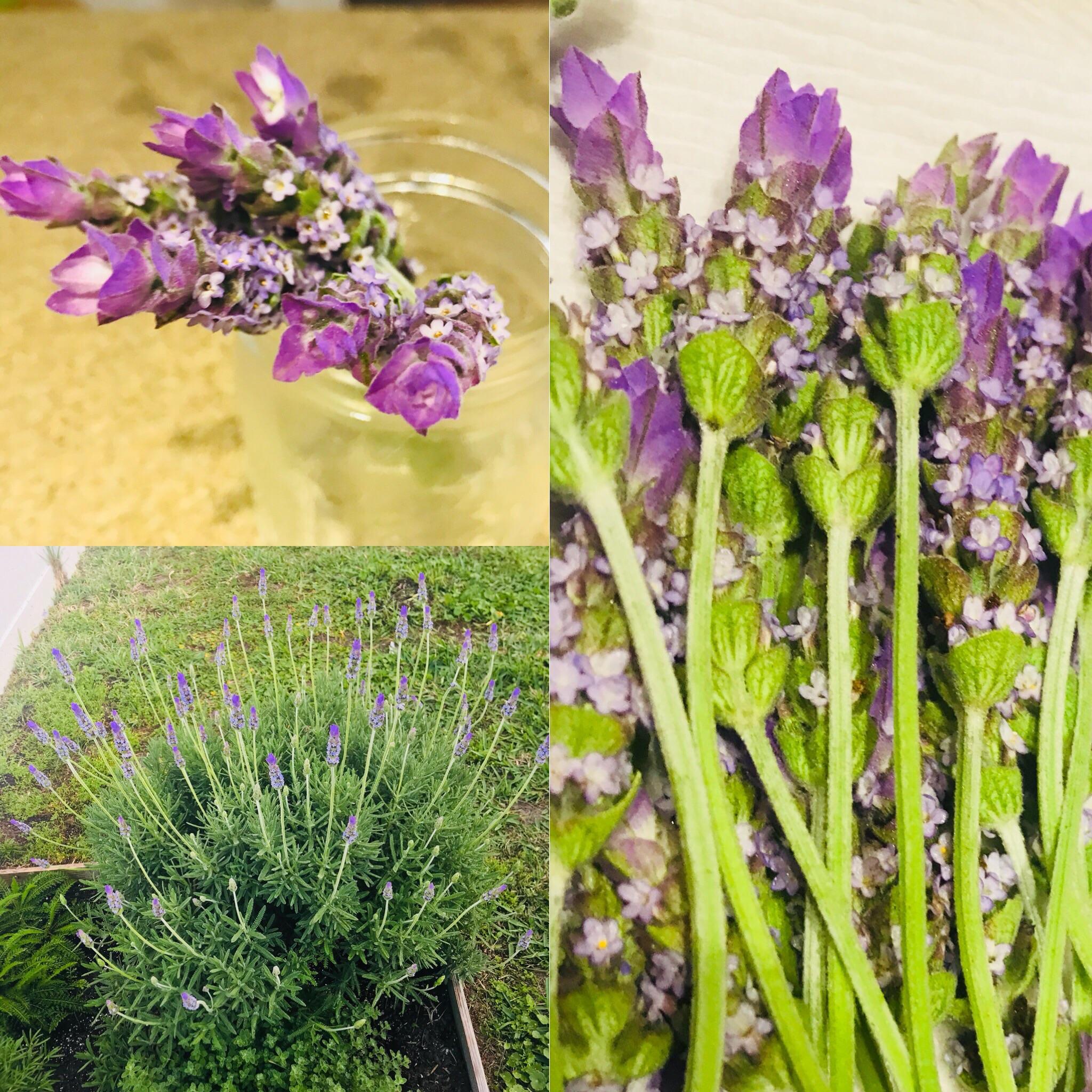 My lavender in full bloom r/herbs