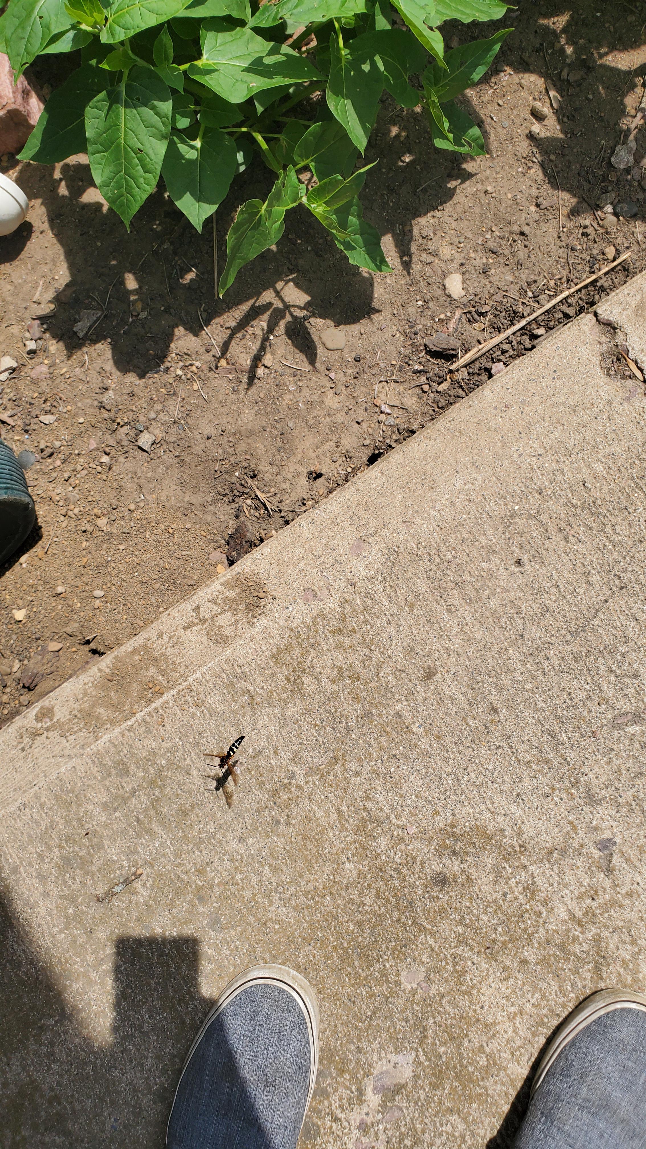 Approximately 1.5" in length. What is this bug? It is patrolling a