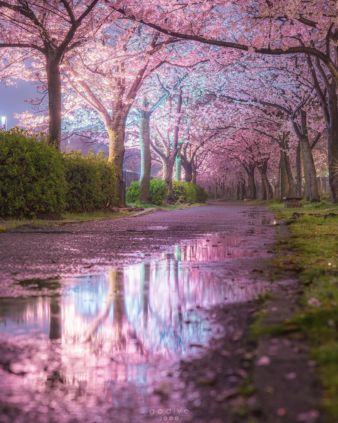 Cherry blossom lane in Osaka, Japan r/MostBeautiful
